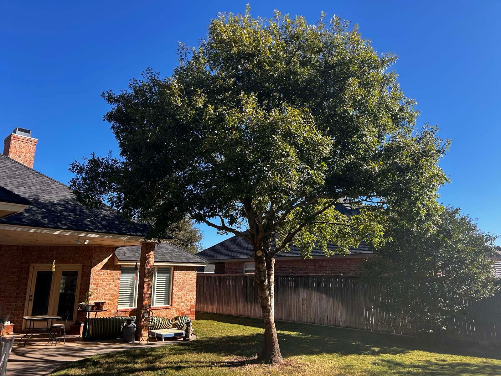 A brick house with a large tree in front of it.