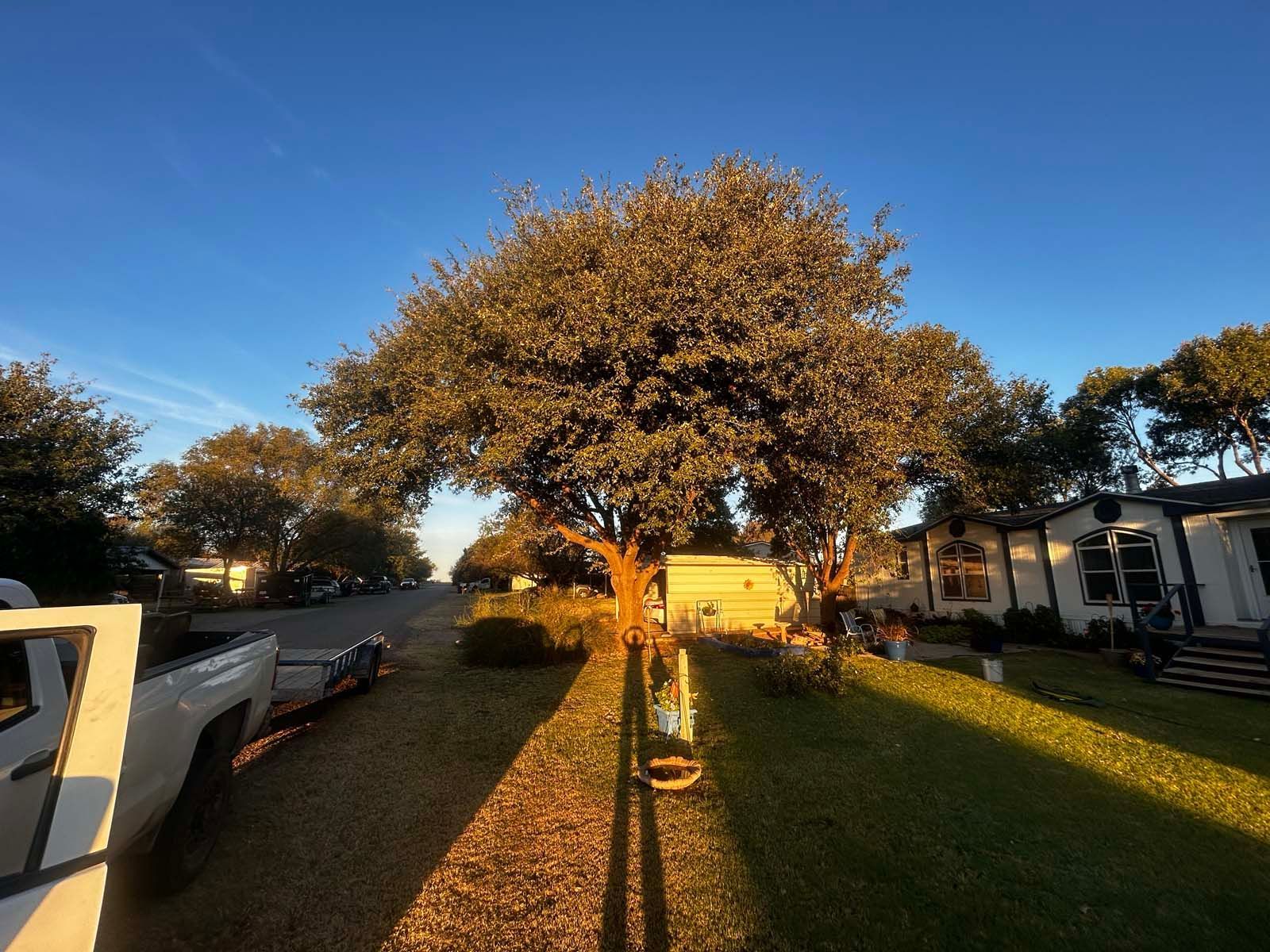 A white truck is parked in front of a tree in a yard.