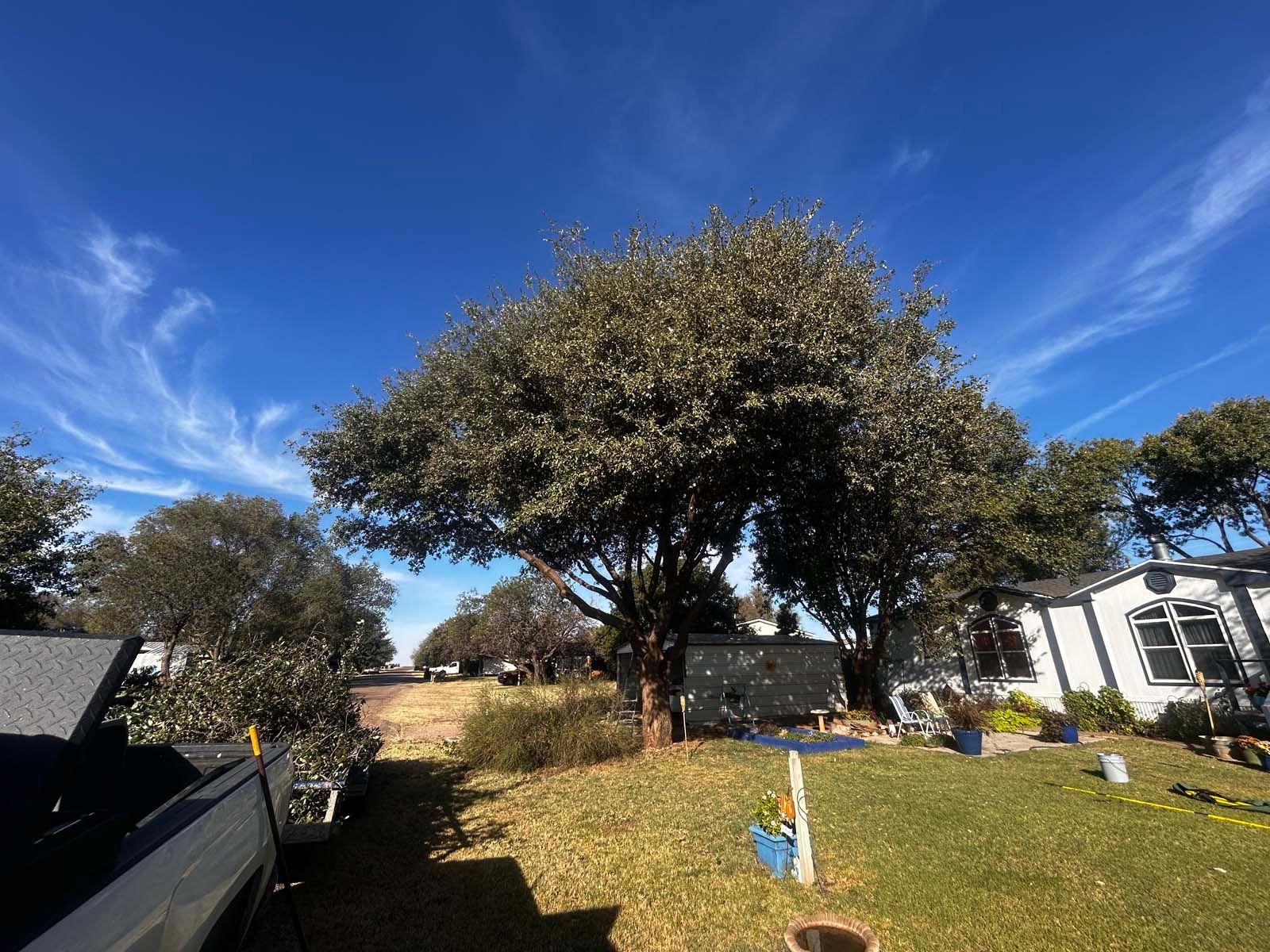 A truck is parked in front of a large tree in a yard.