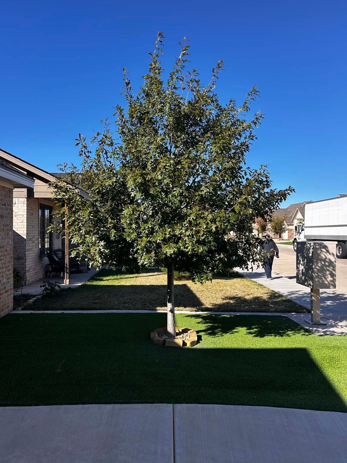 A tree is in the middle of a lush green lawn in front of a house.