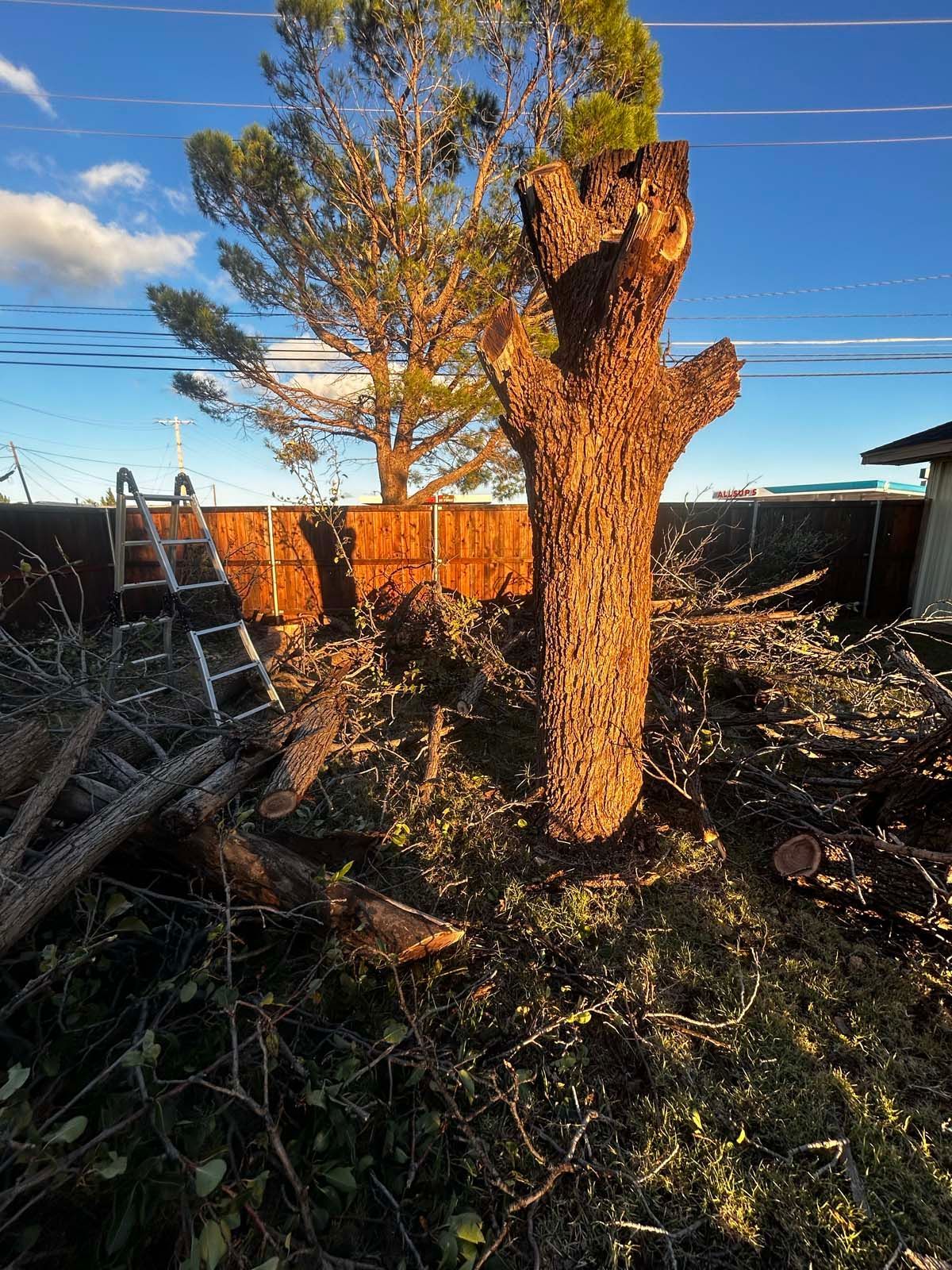 A tree that has been cut down in a backyard with a ladder in the background.