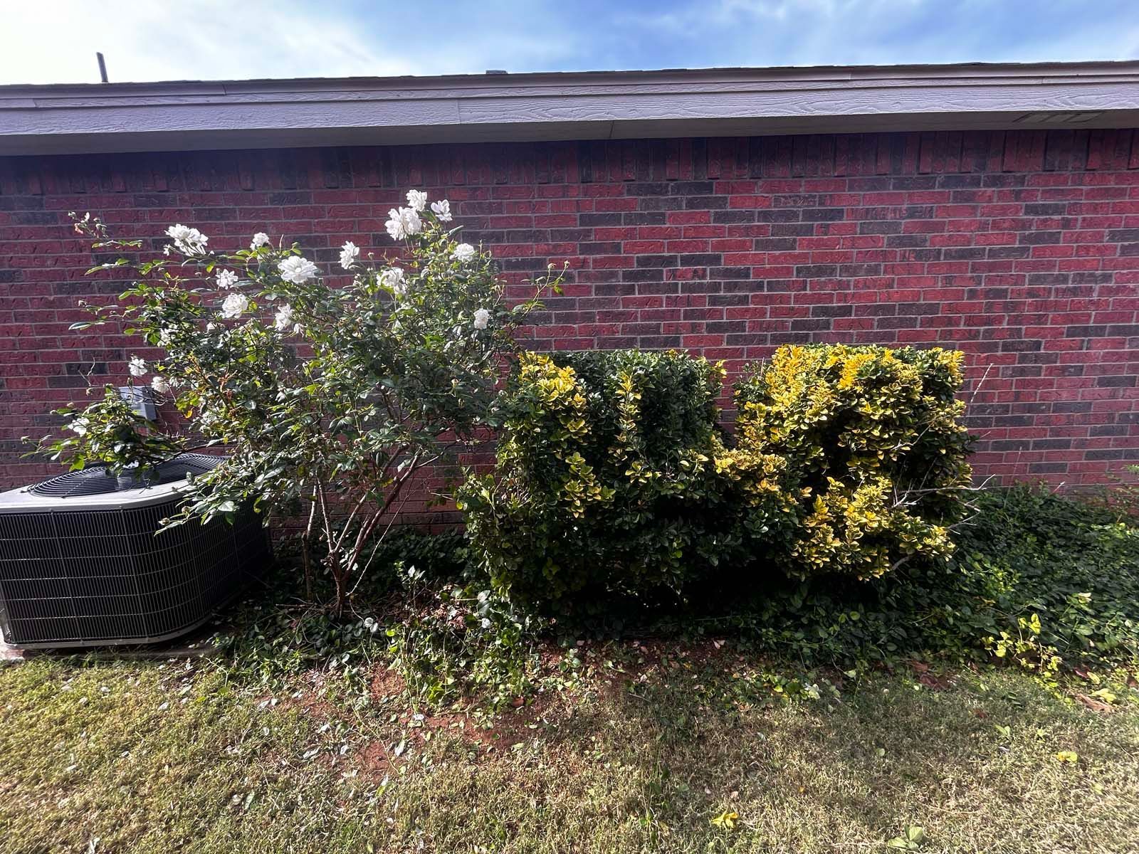 A brick wall with a bunch of bushes in front of it.