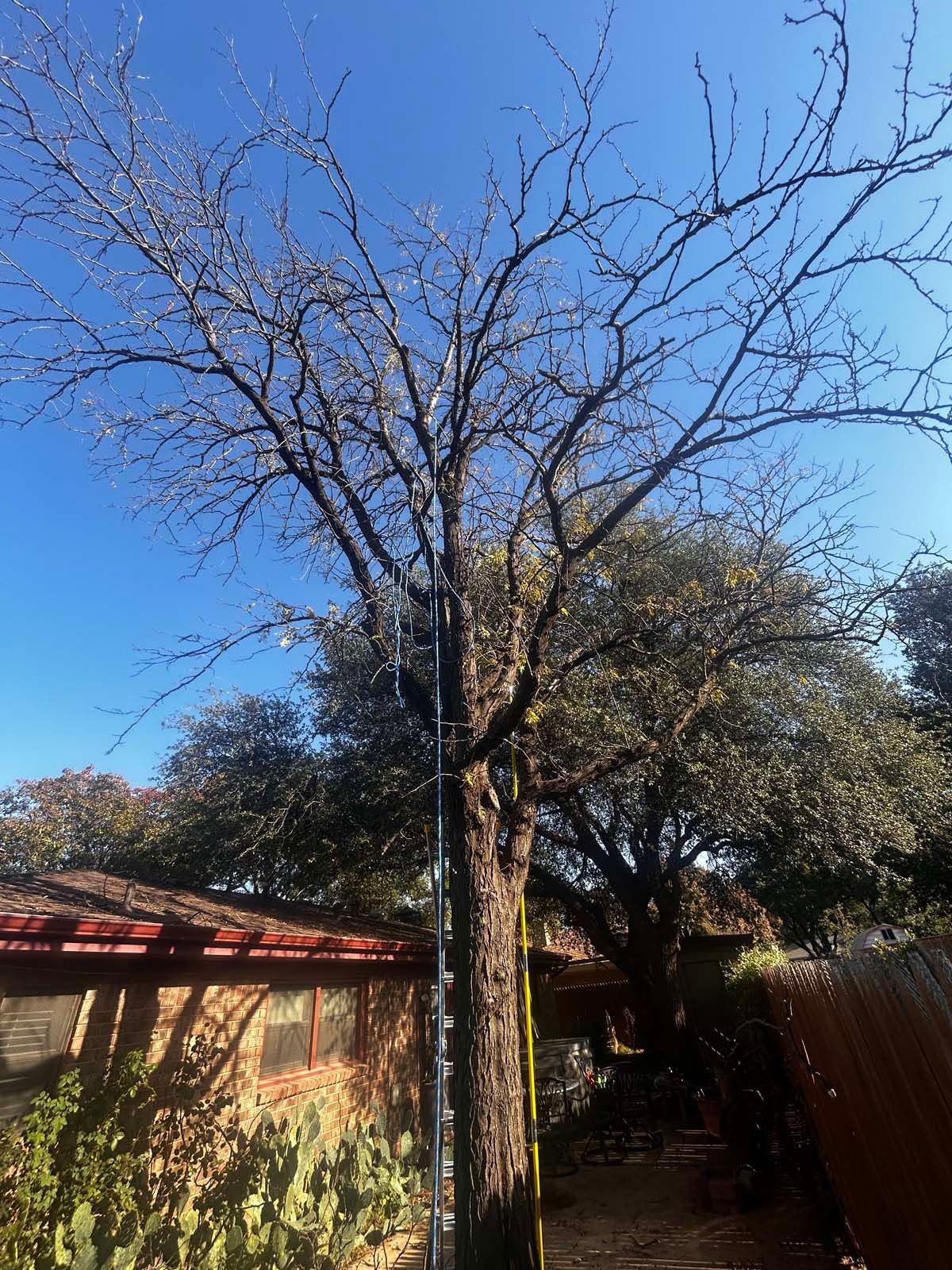 A tree with no leaves is in front of a house.