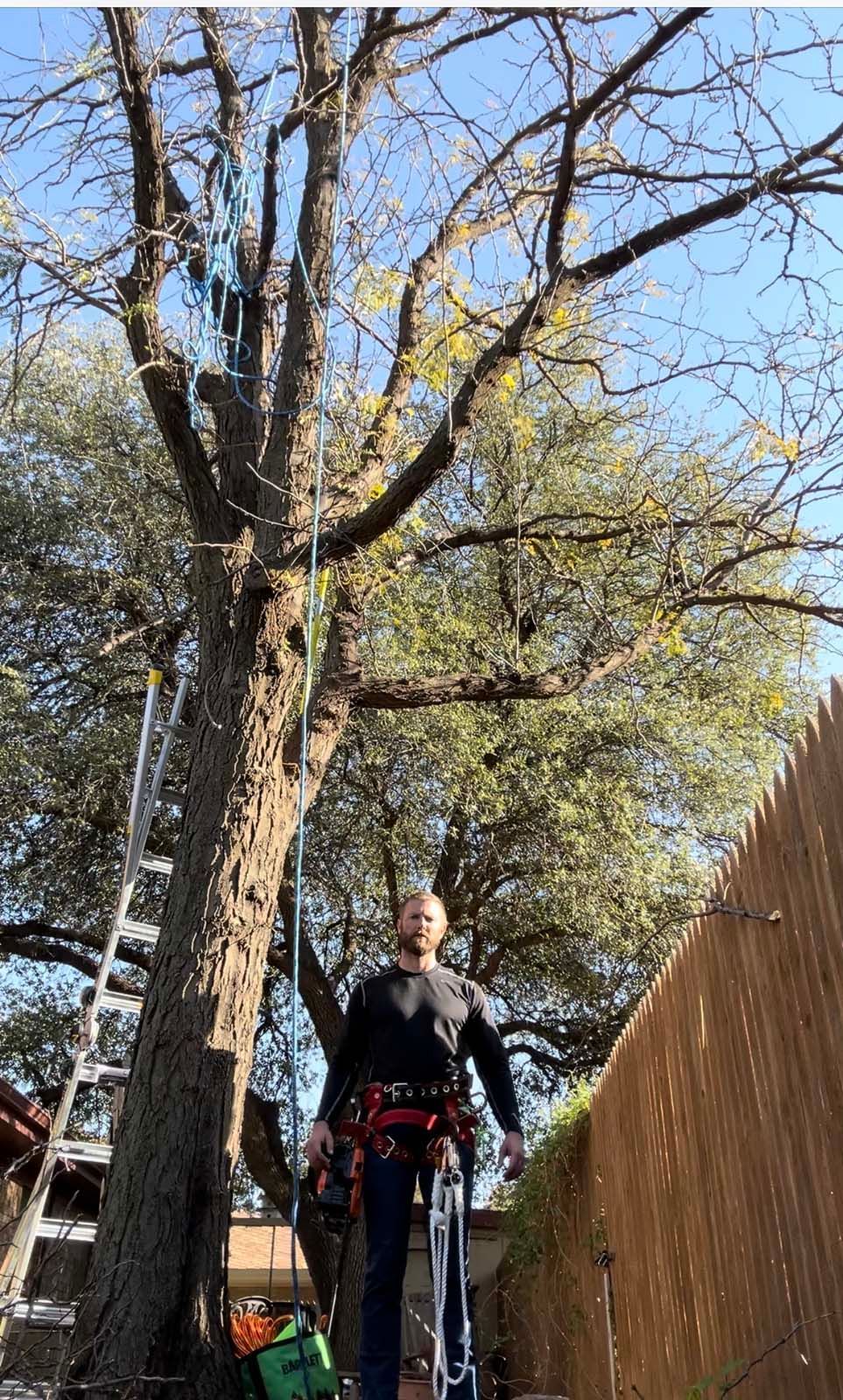 A man is standing next to a tree with a ladder.