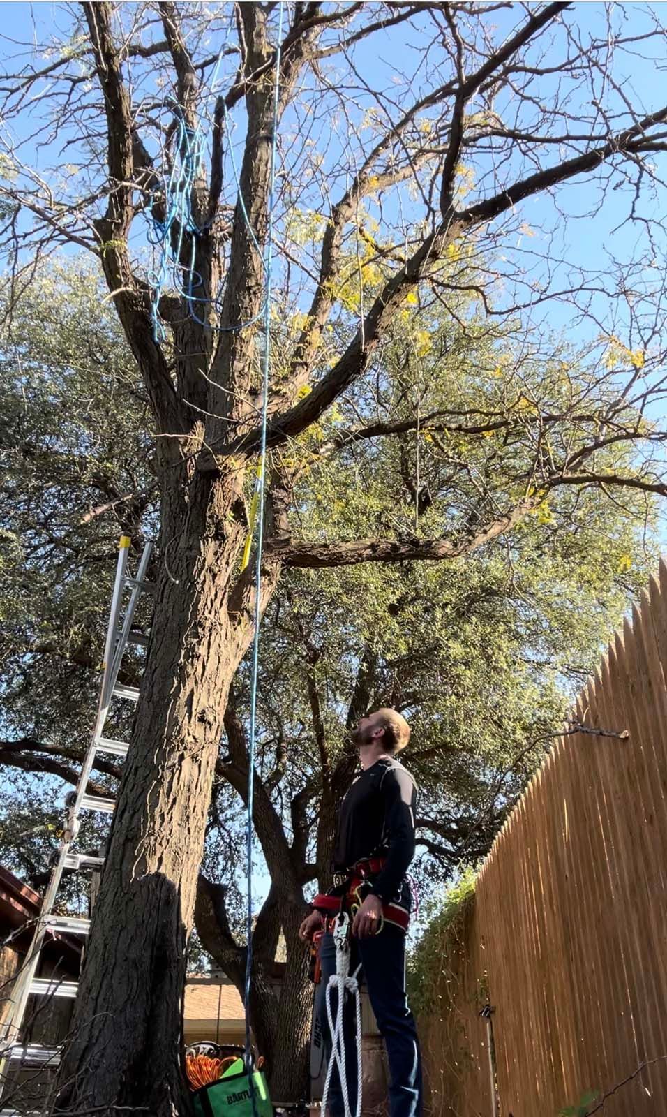 A man is standing next to a tree with a ladder.
