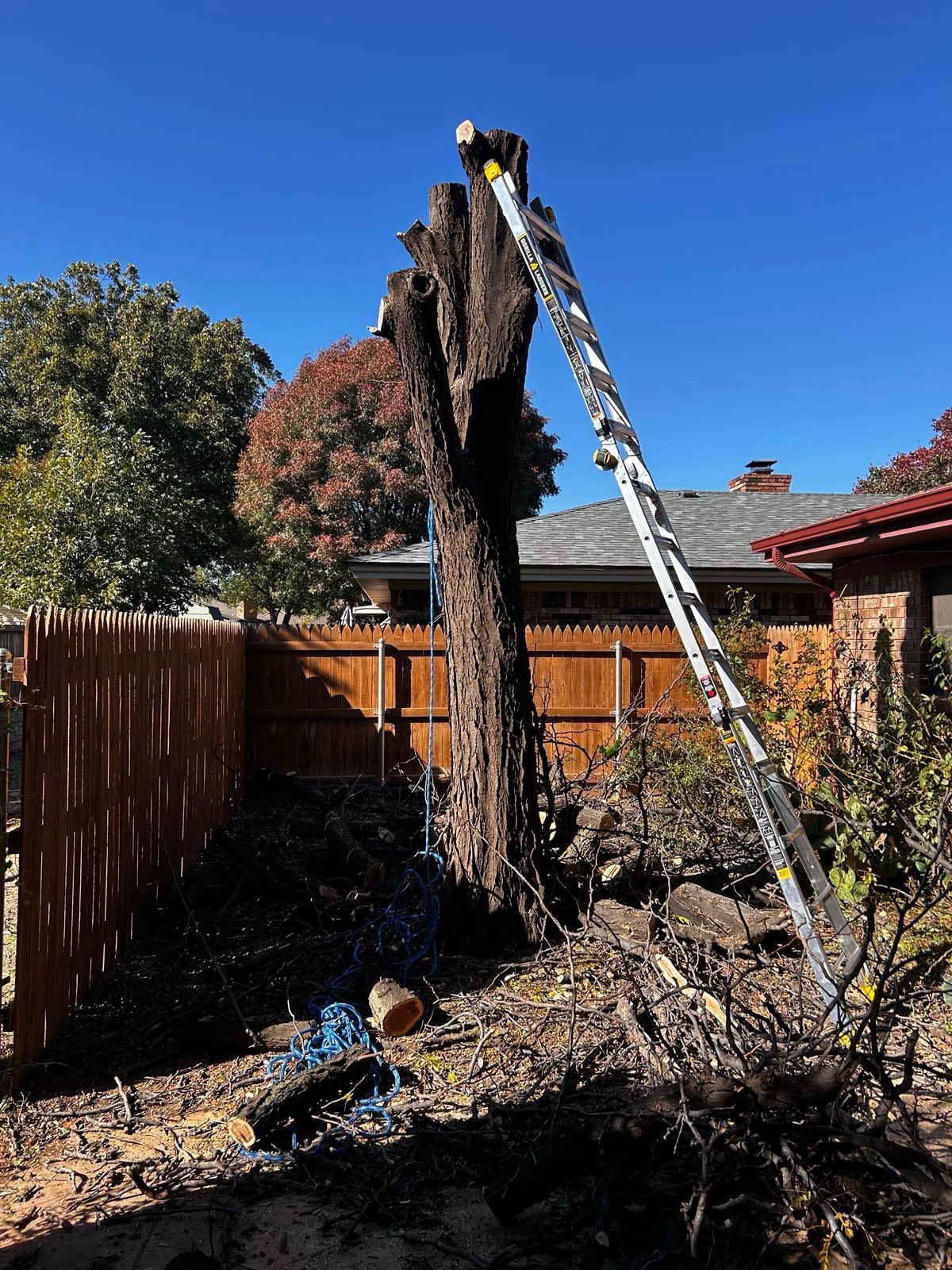 A man is standing on a ladder next to a tree stump.