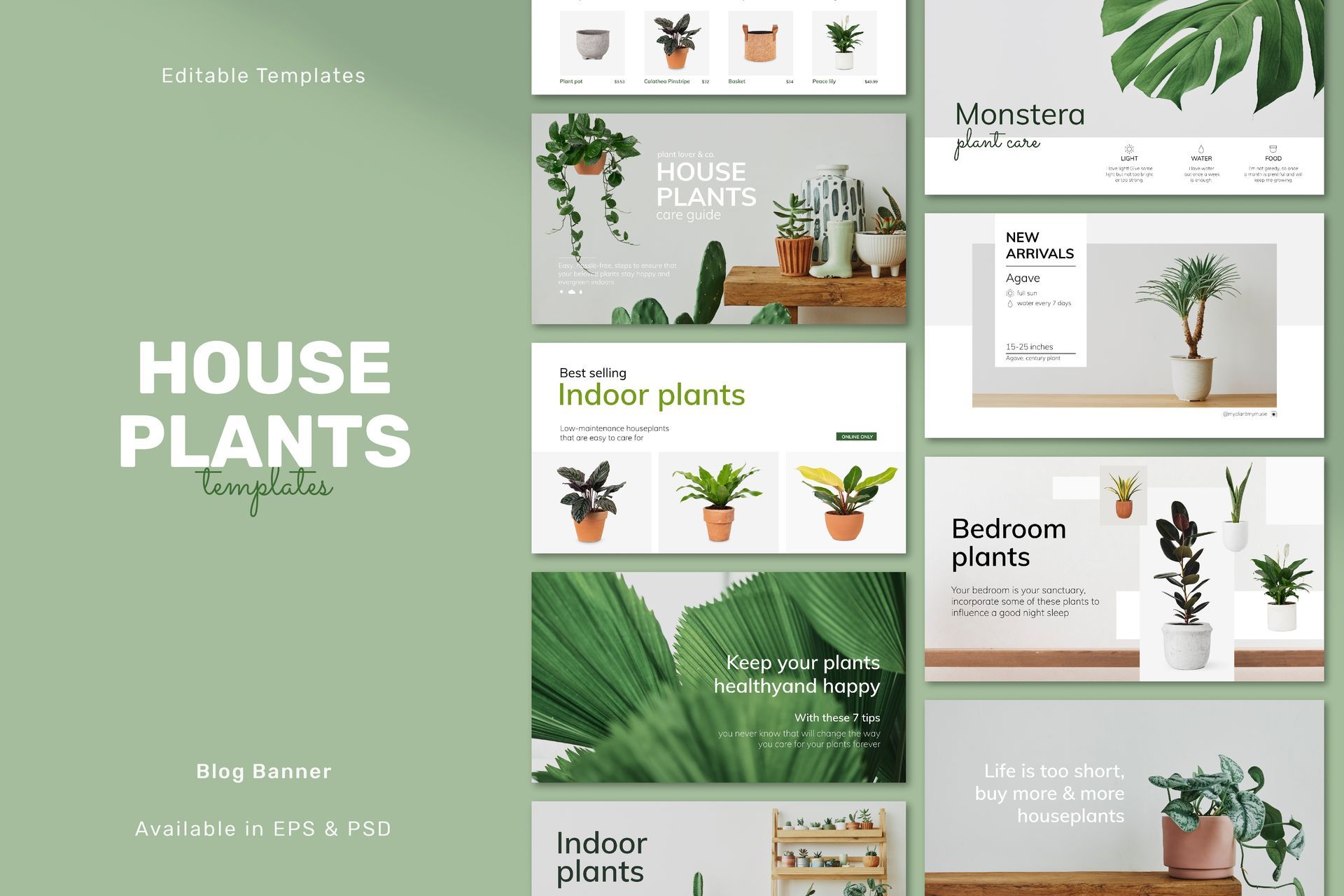 There are many different types of house plants in this powerpoint template.