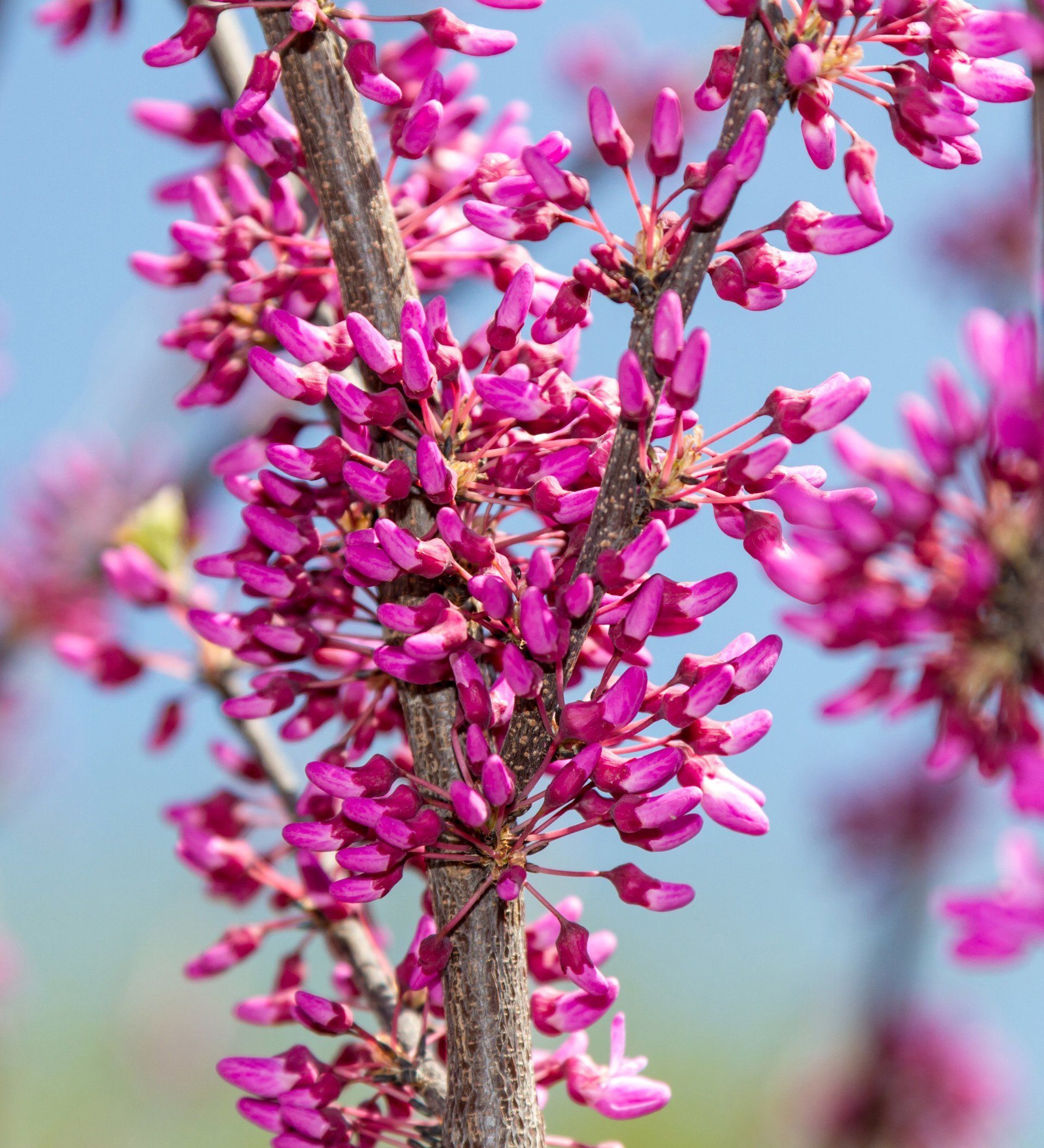 Cercis albero di Giuda