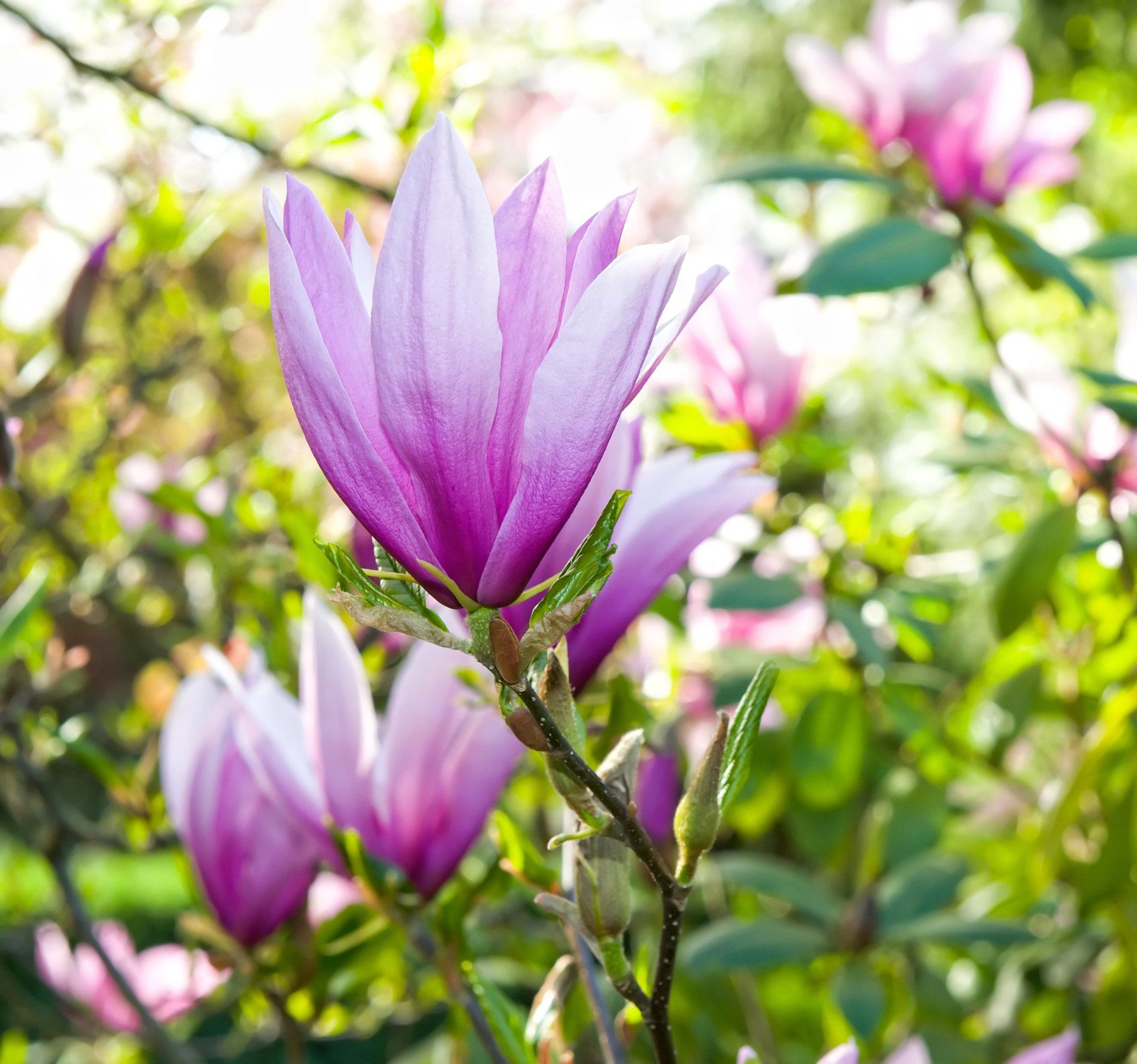 Magnolia Susan esemplare