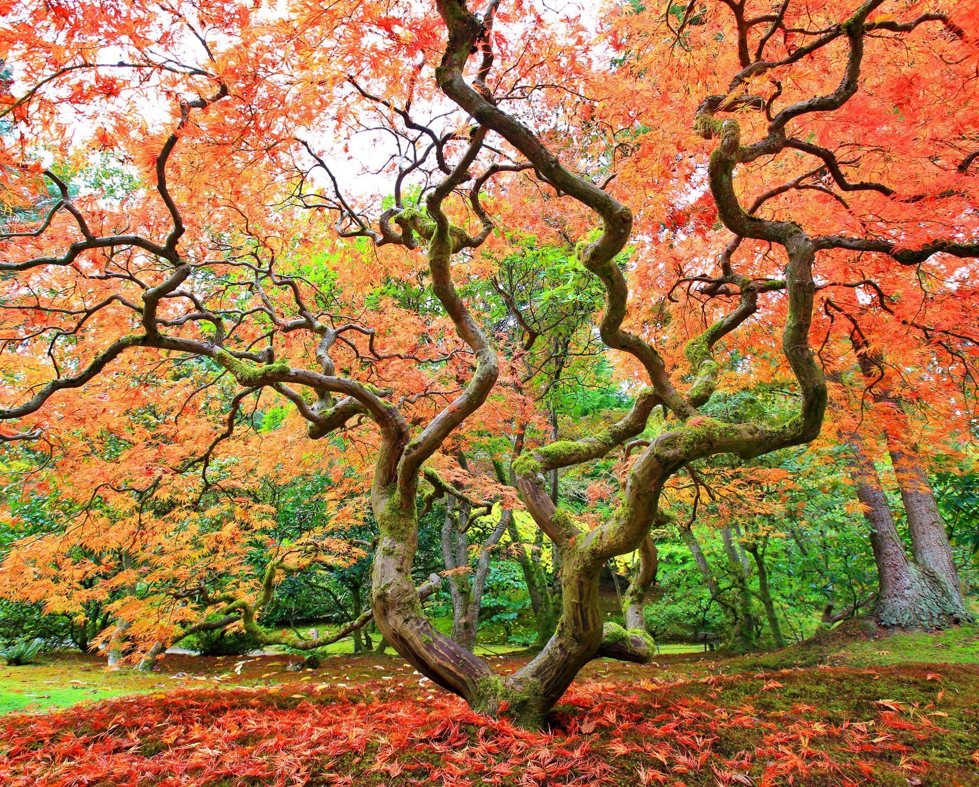 albero di acero giapponese