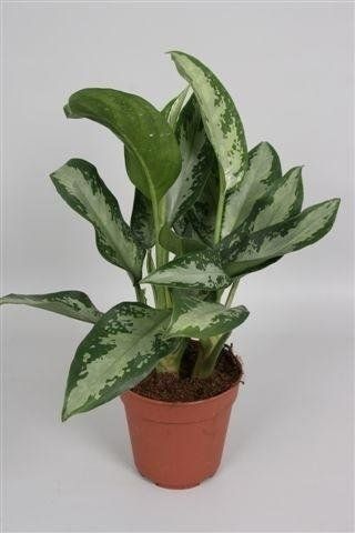 Aglaonema Jubilee Compacta