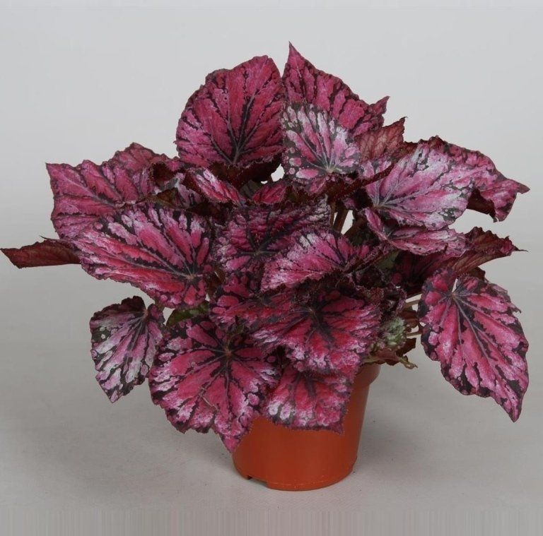 Begonia Rex Ushuaia