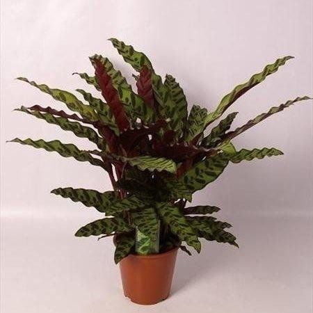 Calathea Lancifolia Insigne
