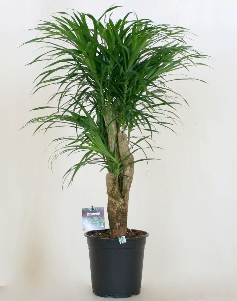 Dracaena Anita ramificate
