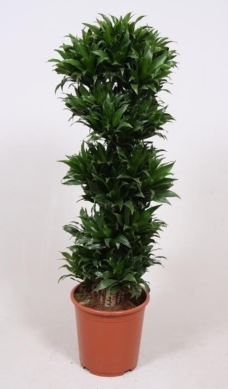 Dracaena Compacta ramificate
