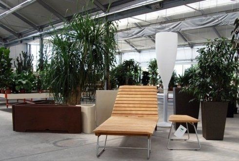 piante ornamentali da interno