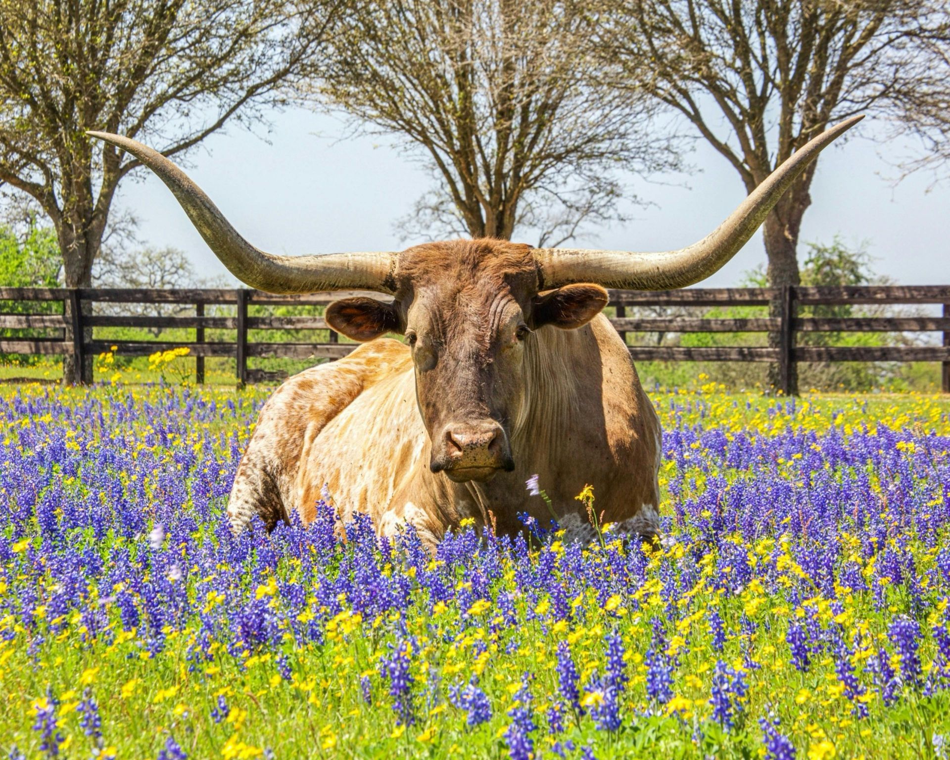 A longhorn cow is laying in a field of flowers.