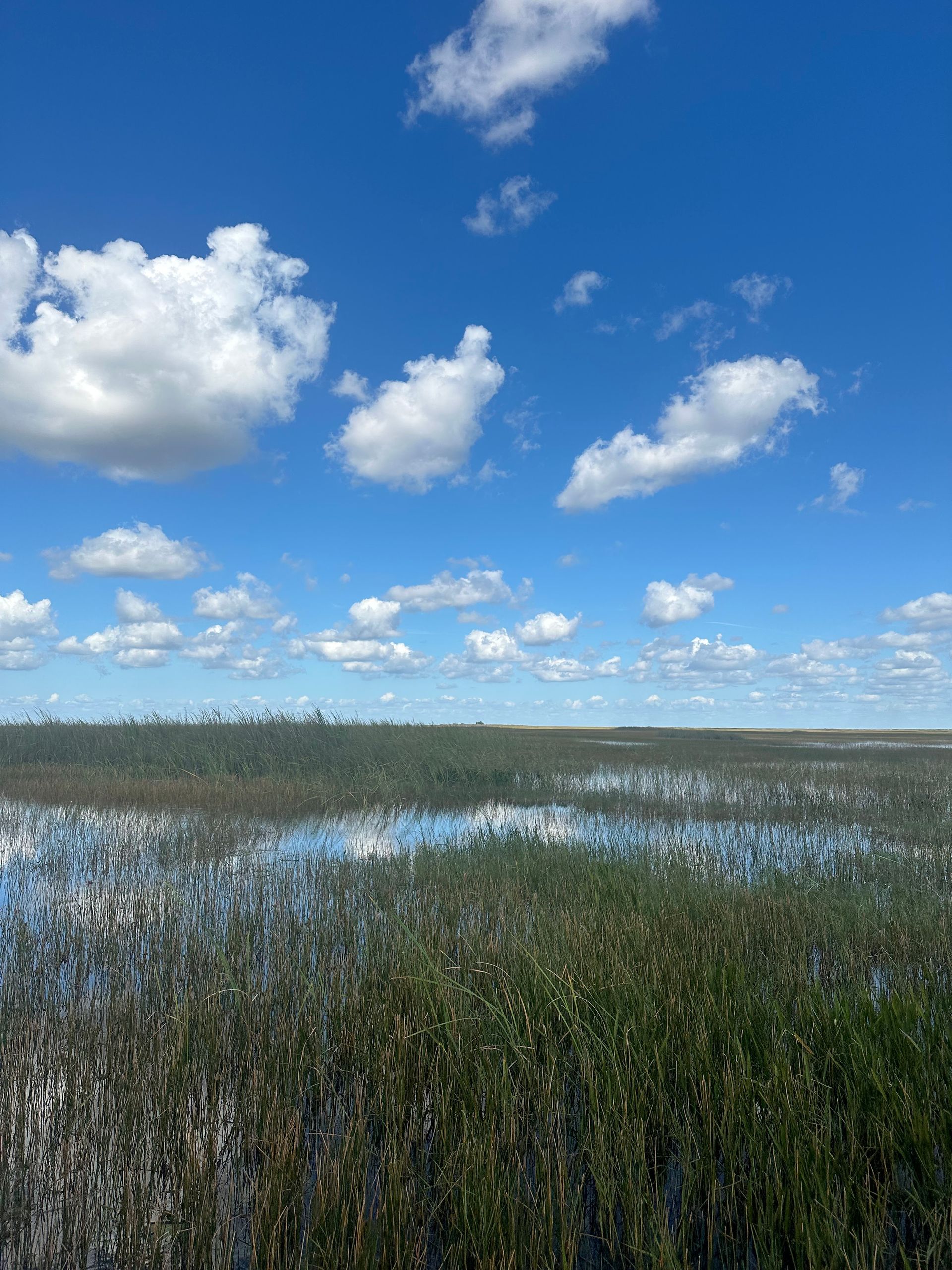 Blue sky dotted with puffy white clouds over a marsh of green vegetation.