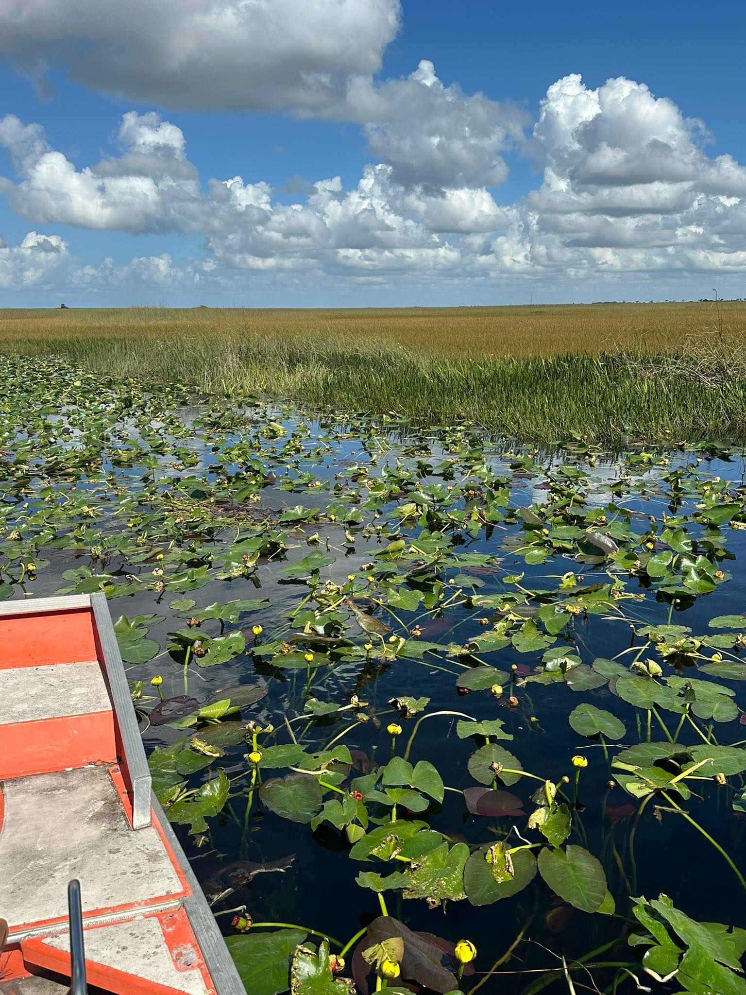 Airboat in Everglades wetland, lily pads, tall grass, blue sky with clouds.