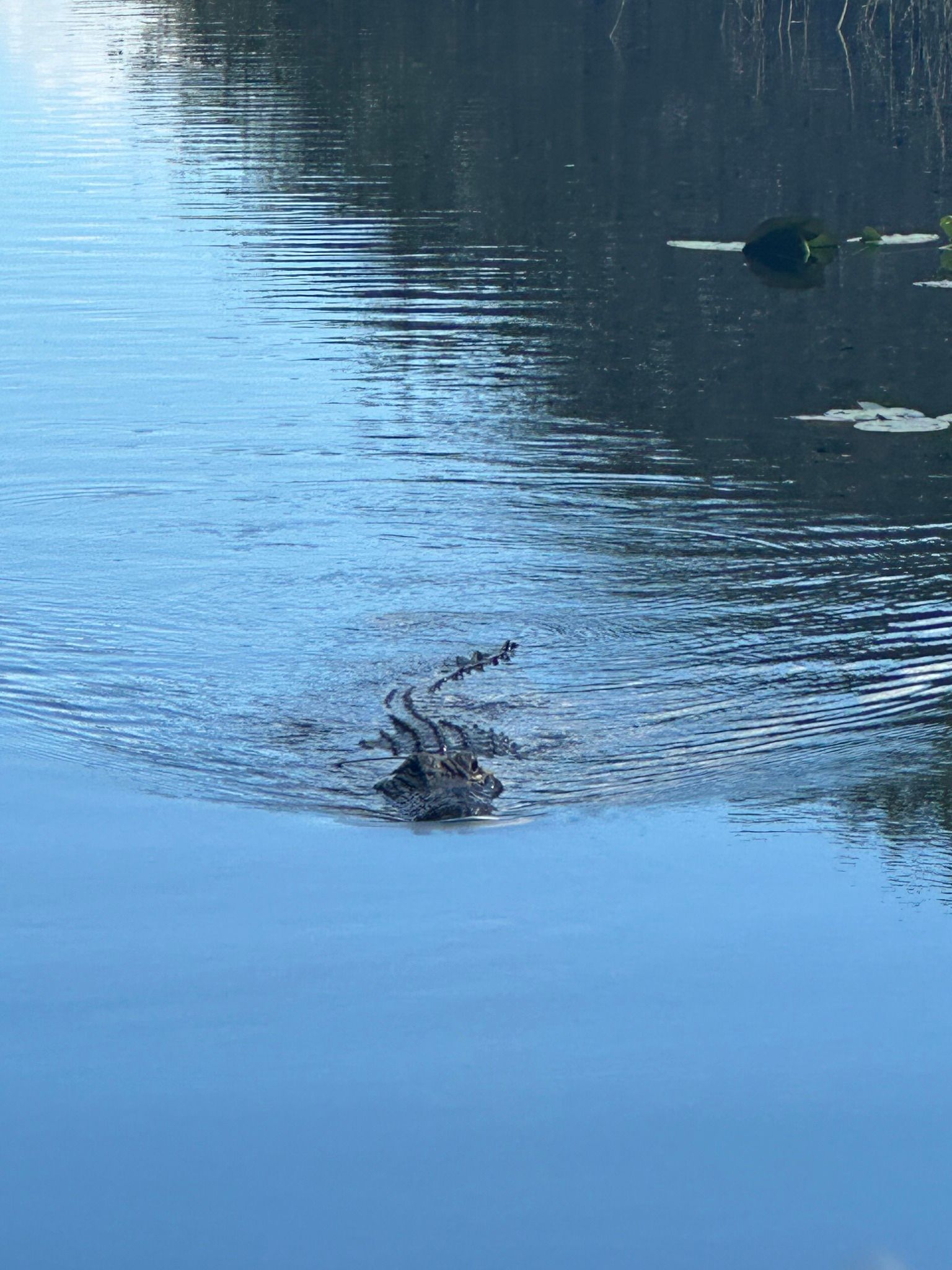Alligator swims in calm blue water, partially submerged.
