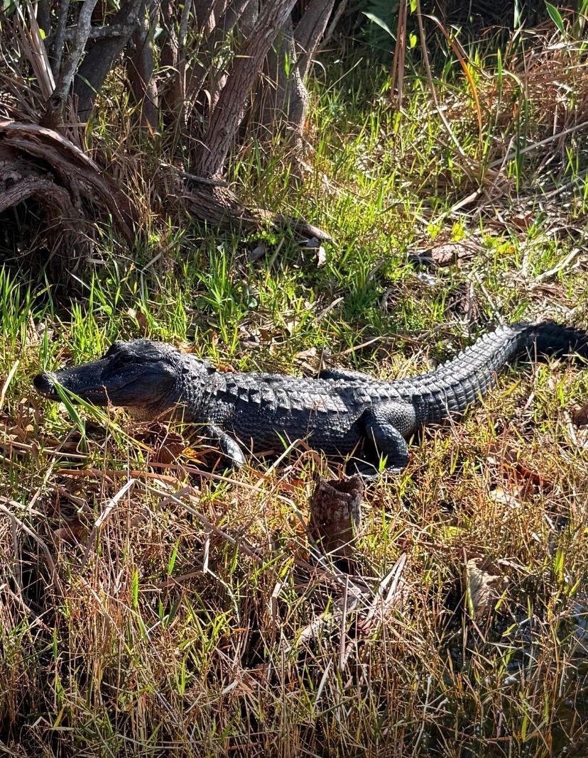 Alligator resting in tall grass near foliage.