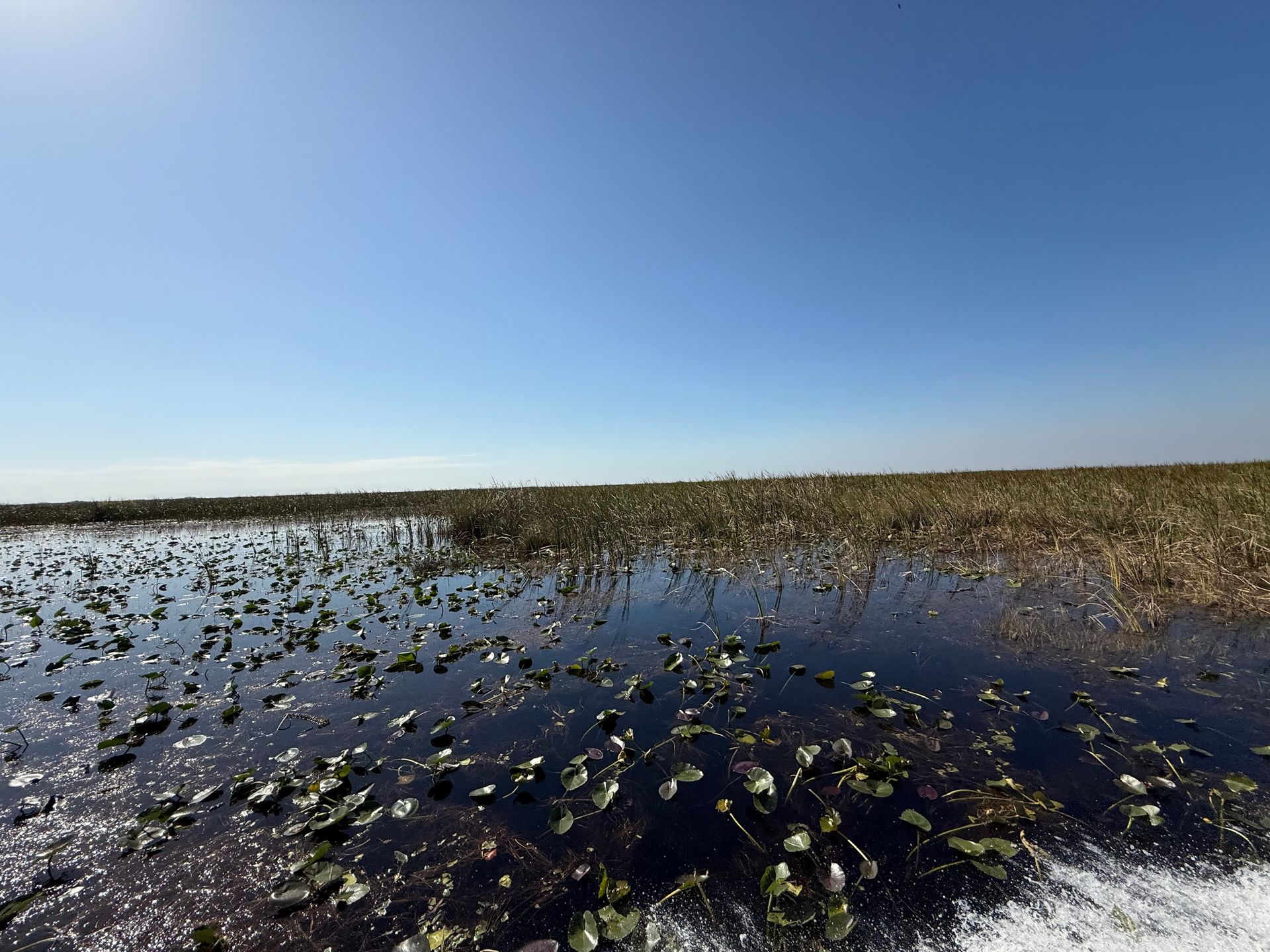 Dark water with lily pads, marshy vegetation, and a bright blue sky.