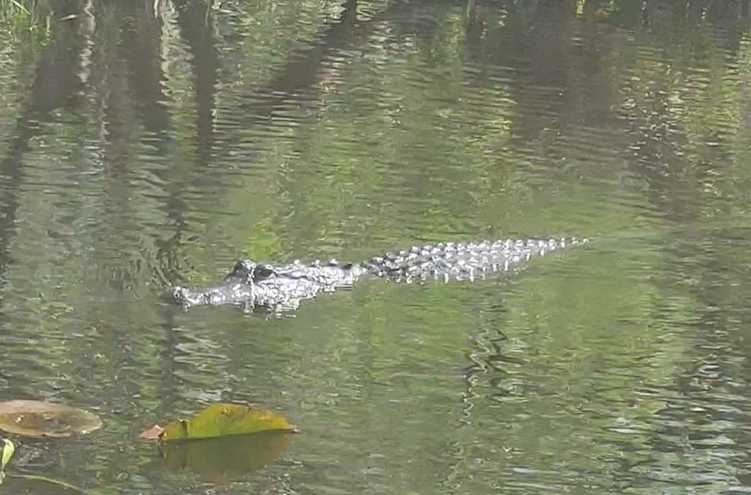 Alligator swimming in a murky, green-tinted body of water.