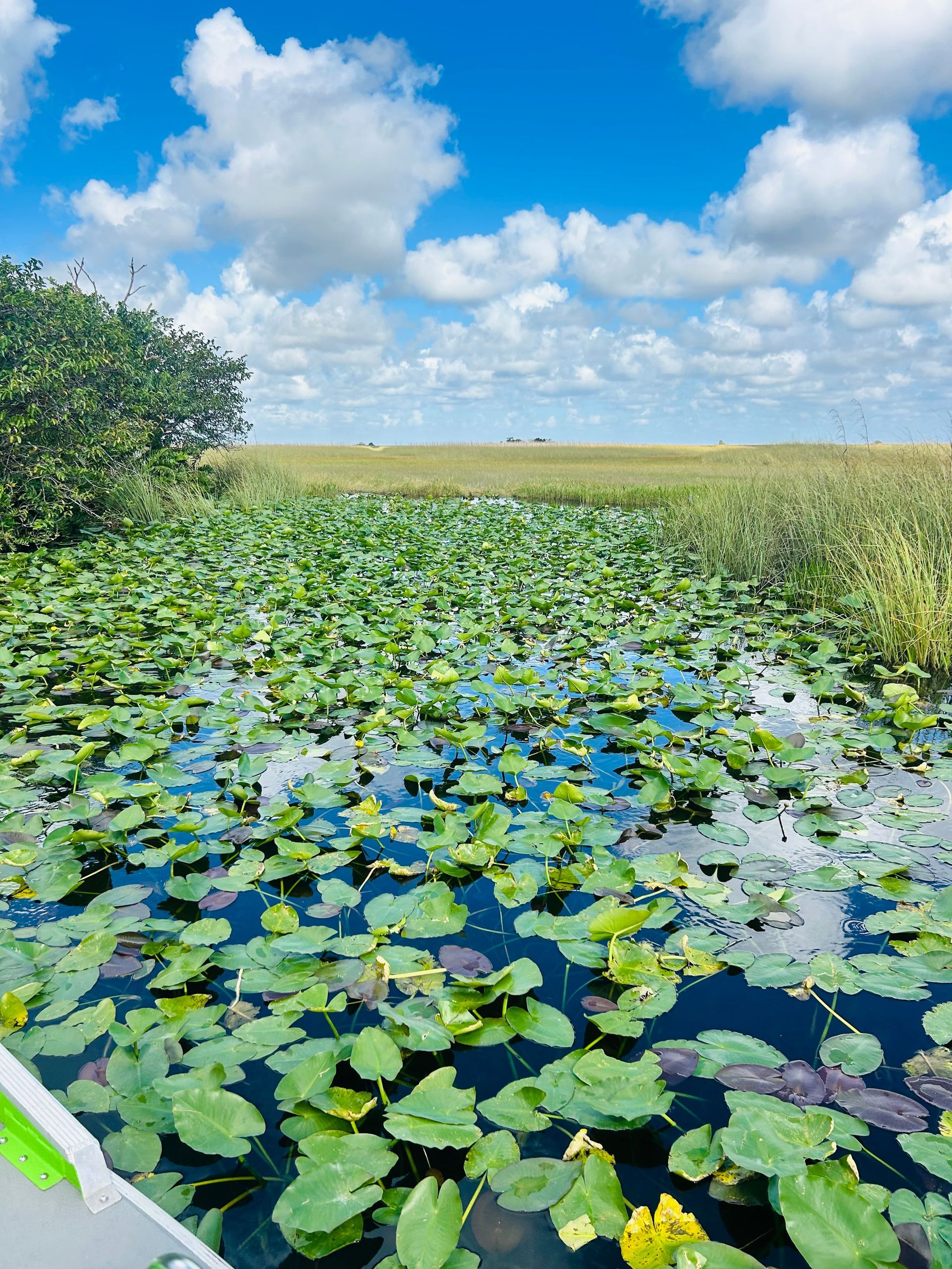 Wetland with lily pads under a blue sky with fluffy white clouds.