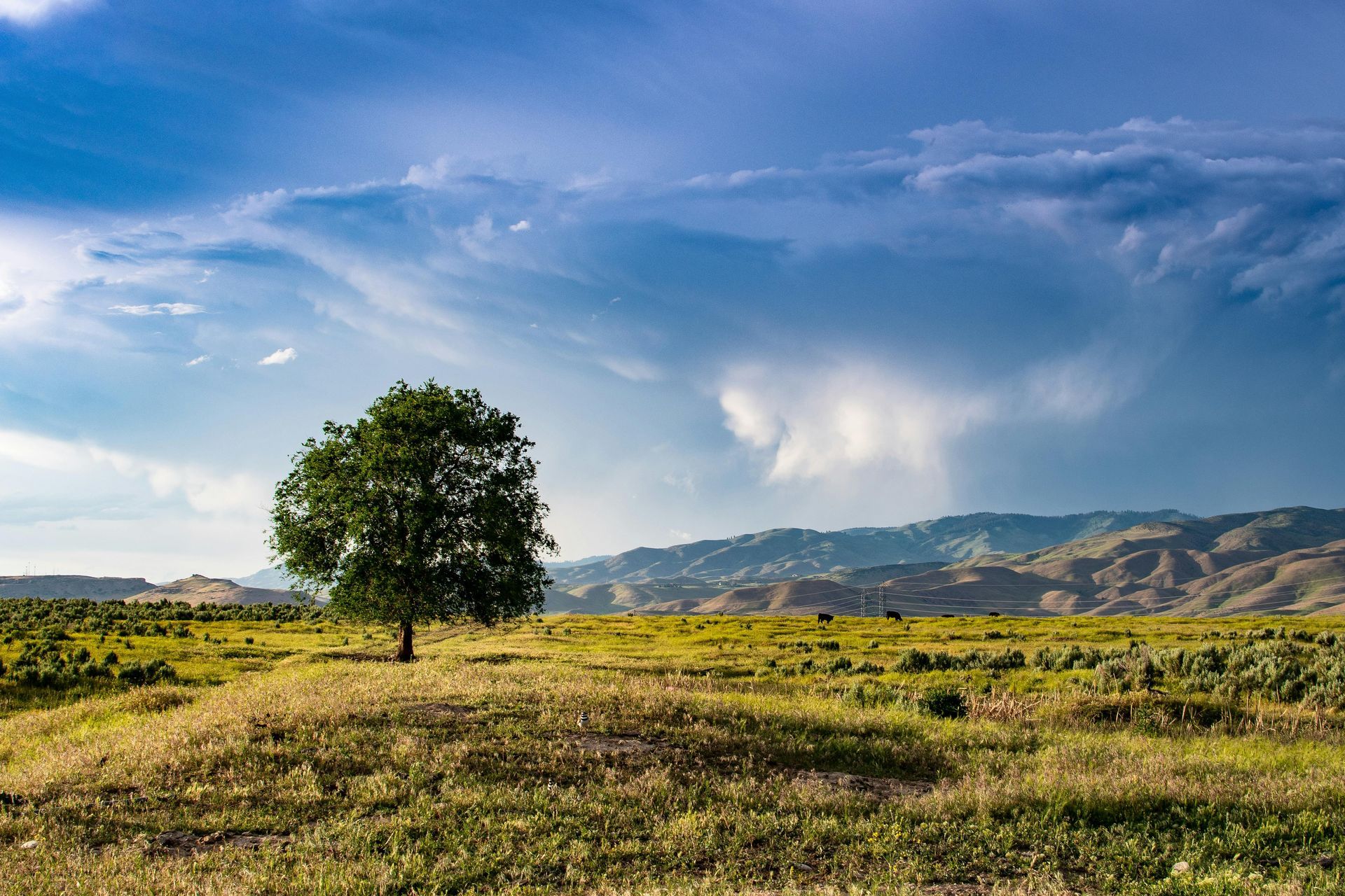 Lone tree on a plateau against a blue sky, mountains in background.