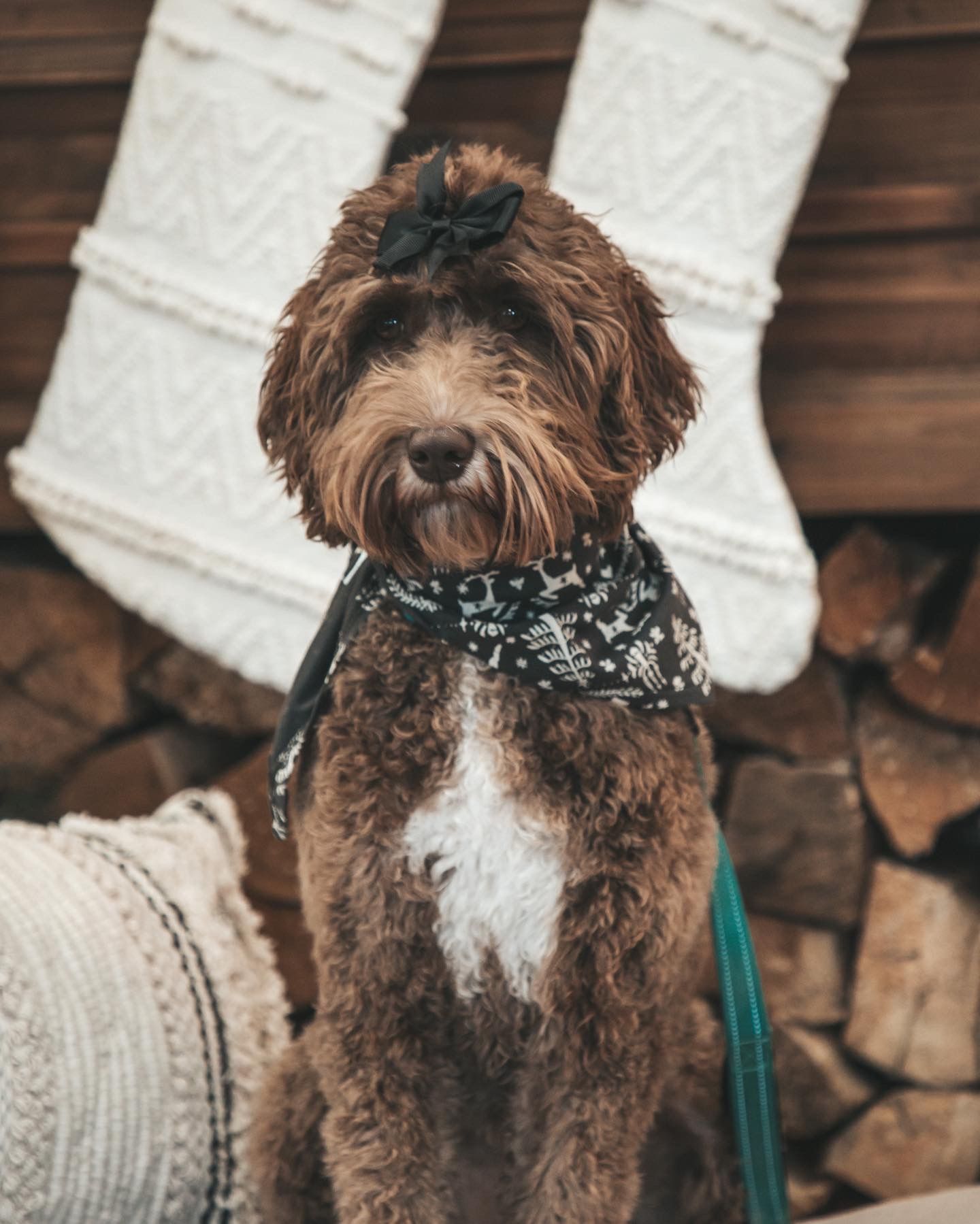 A small brown dog wearing a bandana is sitting in front of christmas stockings.
