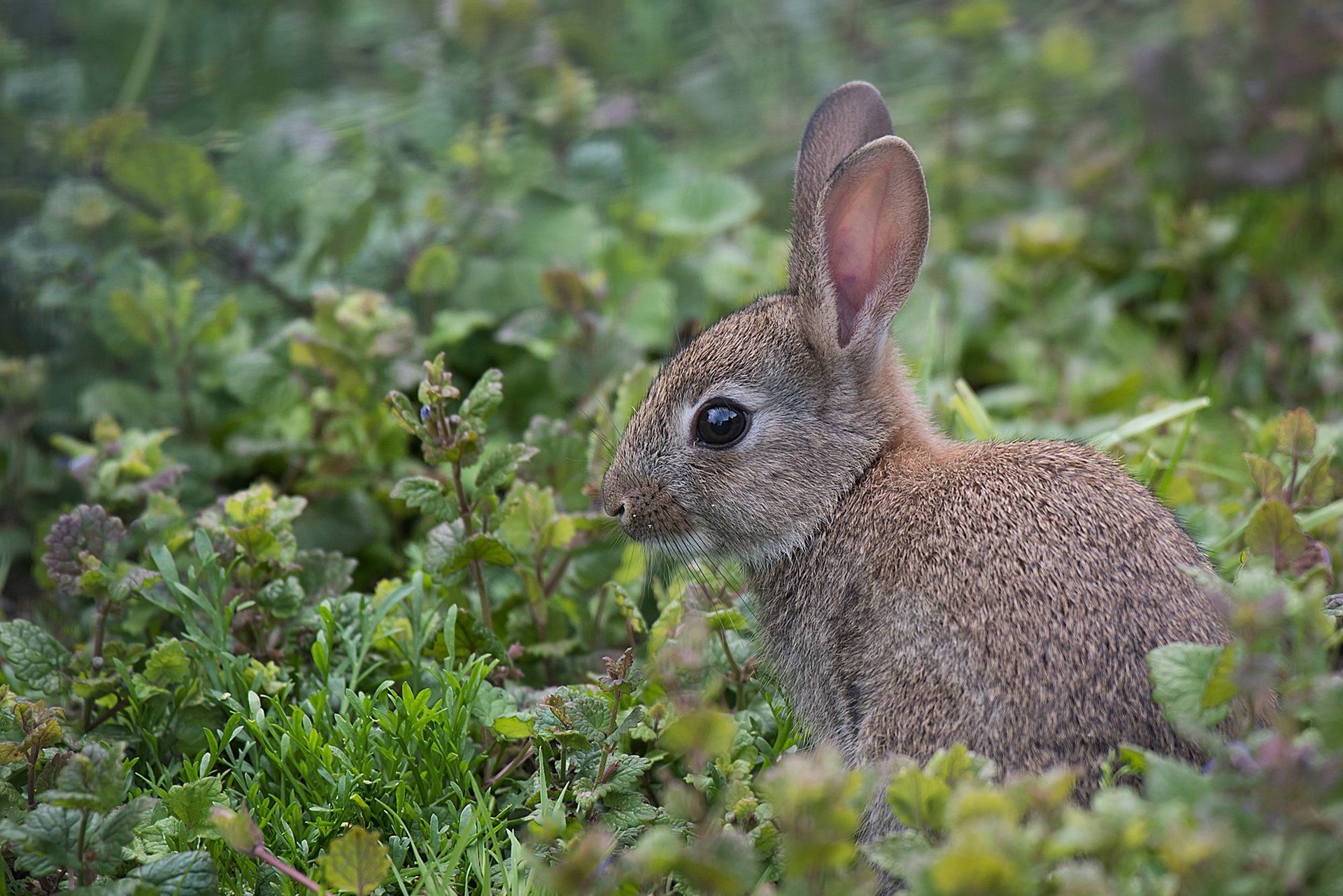 Wild rabbit in a bush