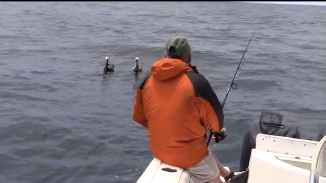 Man fishing on a boat, two pelicans in the water. Orange jacket, overcast sky.