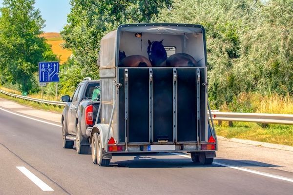 Truck pulling a horse trailer on a highway. The trailer has horses inside.