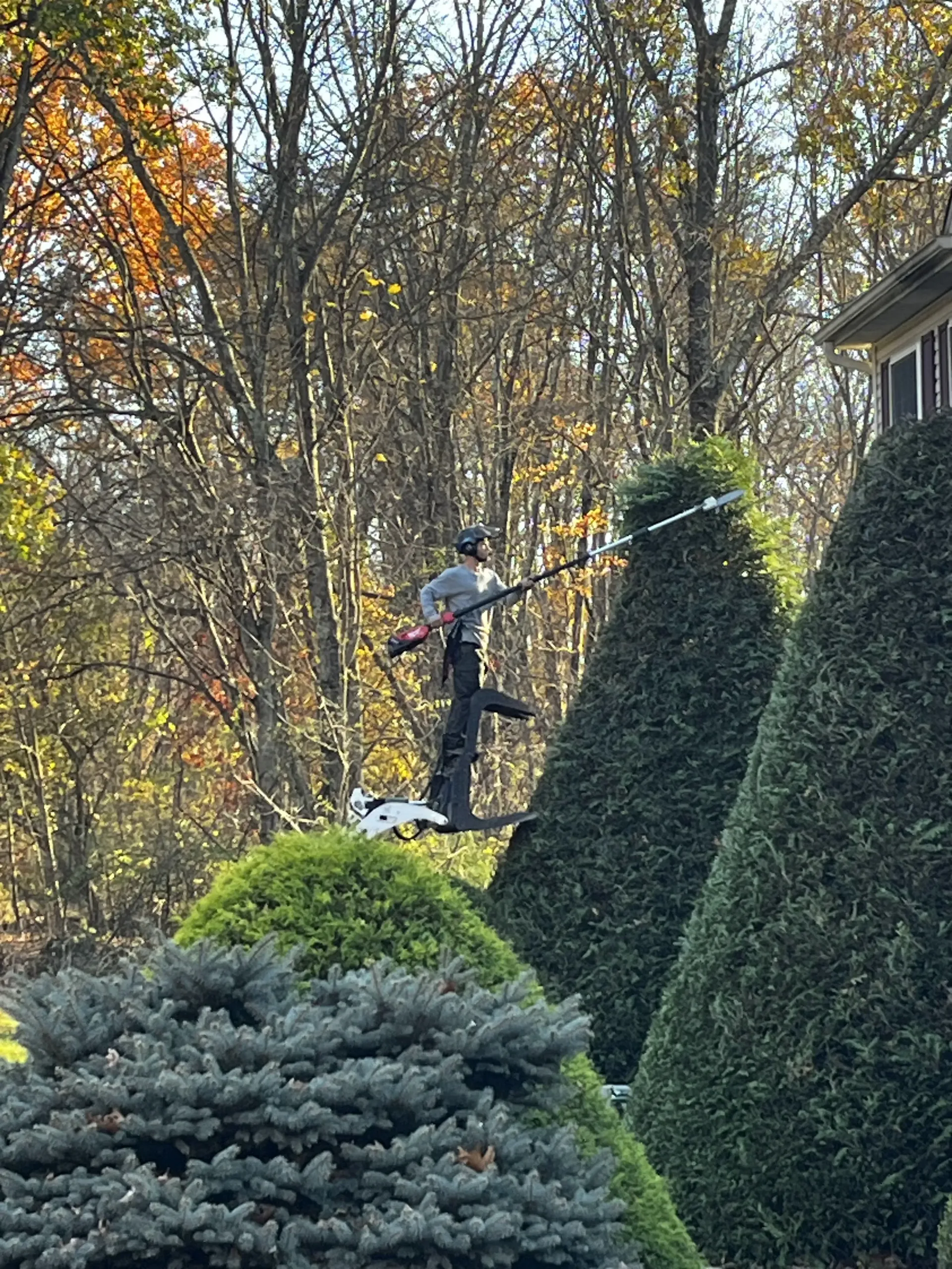 Person trimming tall evergreen shrubs in a garden with a hedge trimmer in autumn.