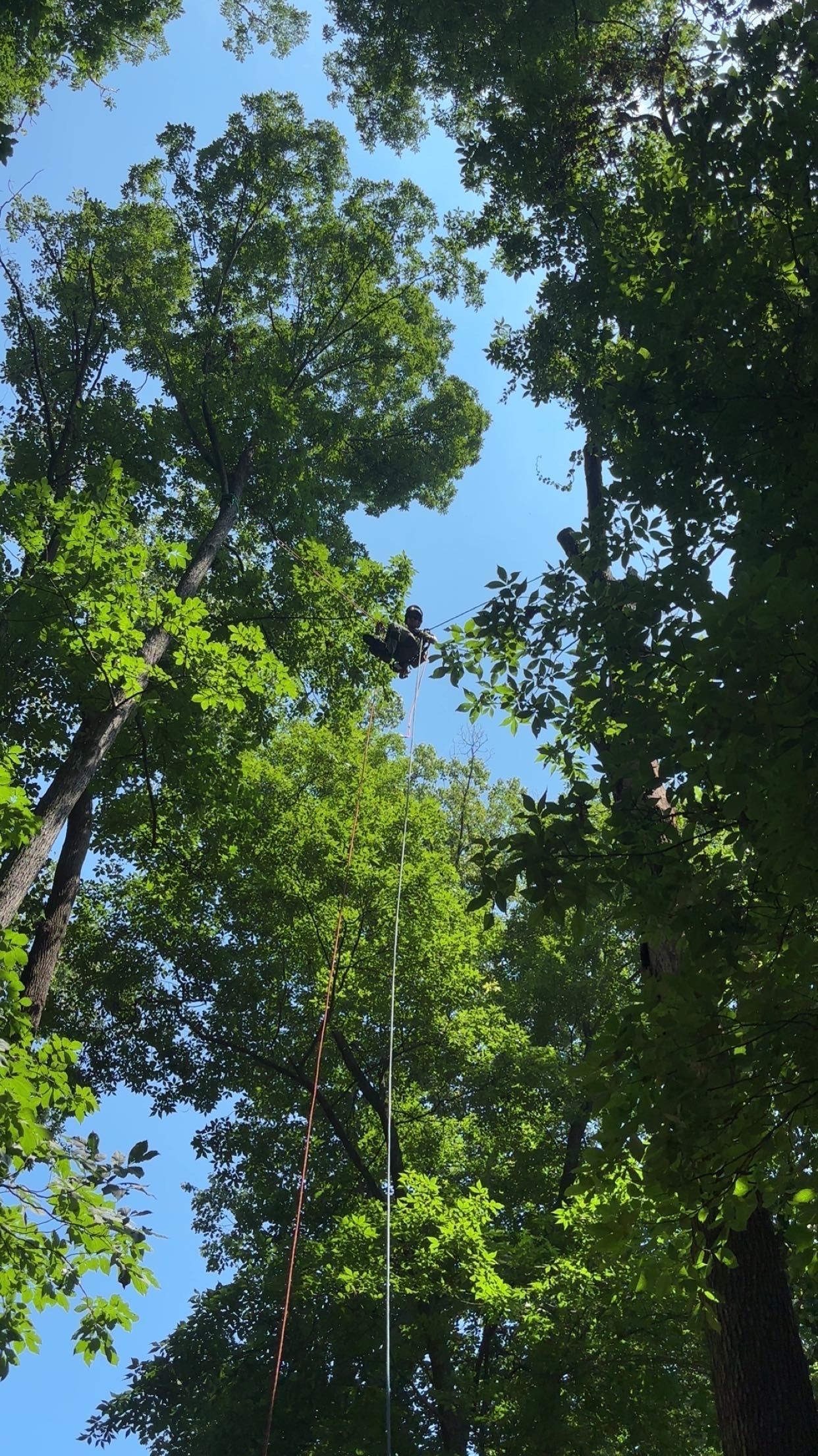 Tall green trees framing a bright blue sky, viewed upward through the canopy