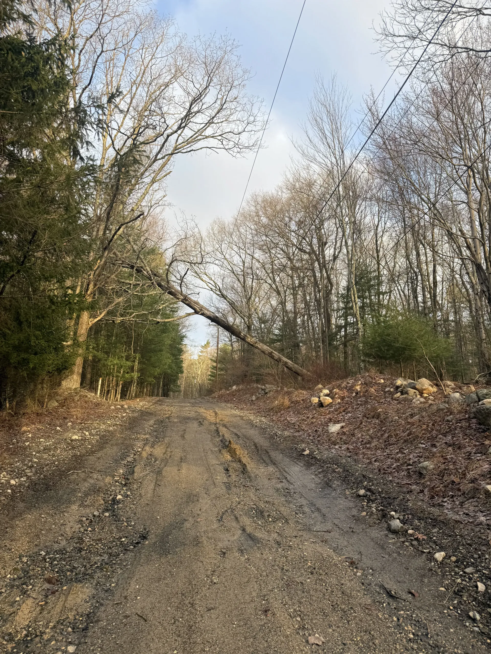Gravel road through a wooded area with fallen leaves and bare trees in autumn light