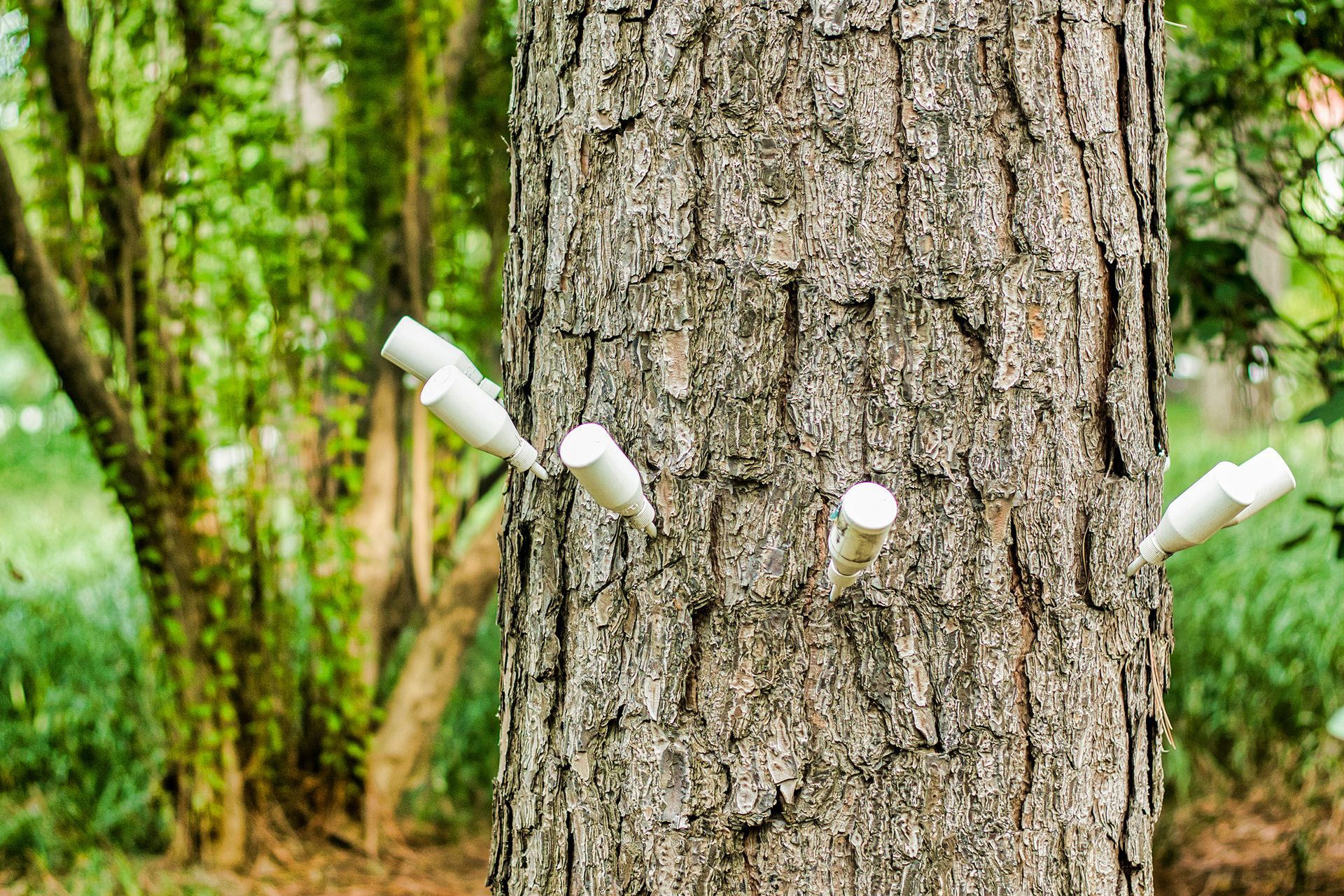 Rubber tree tapped with several white latex collection spouts in a green forest