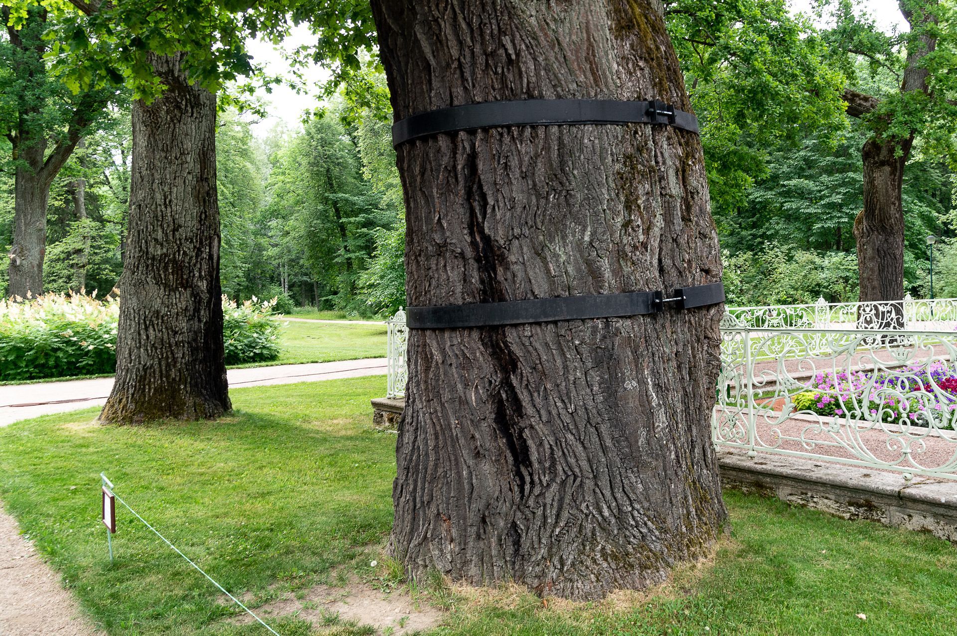Large tree trunk wrapped with black straps in a park beside a flower bed