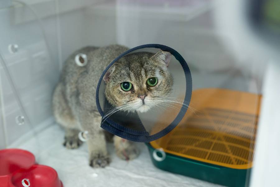 gray cat wearing cone of shame recovering after surgery