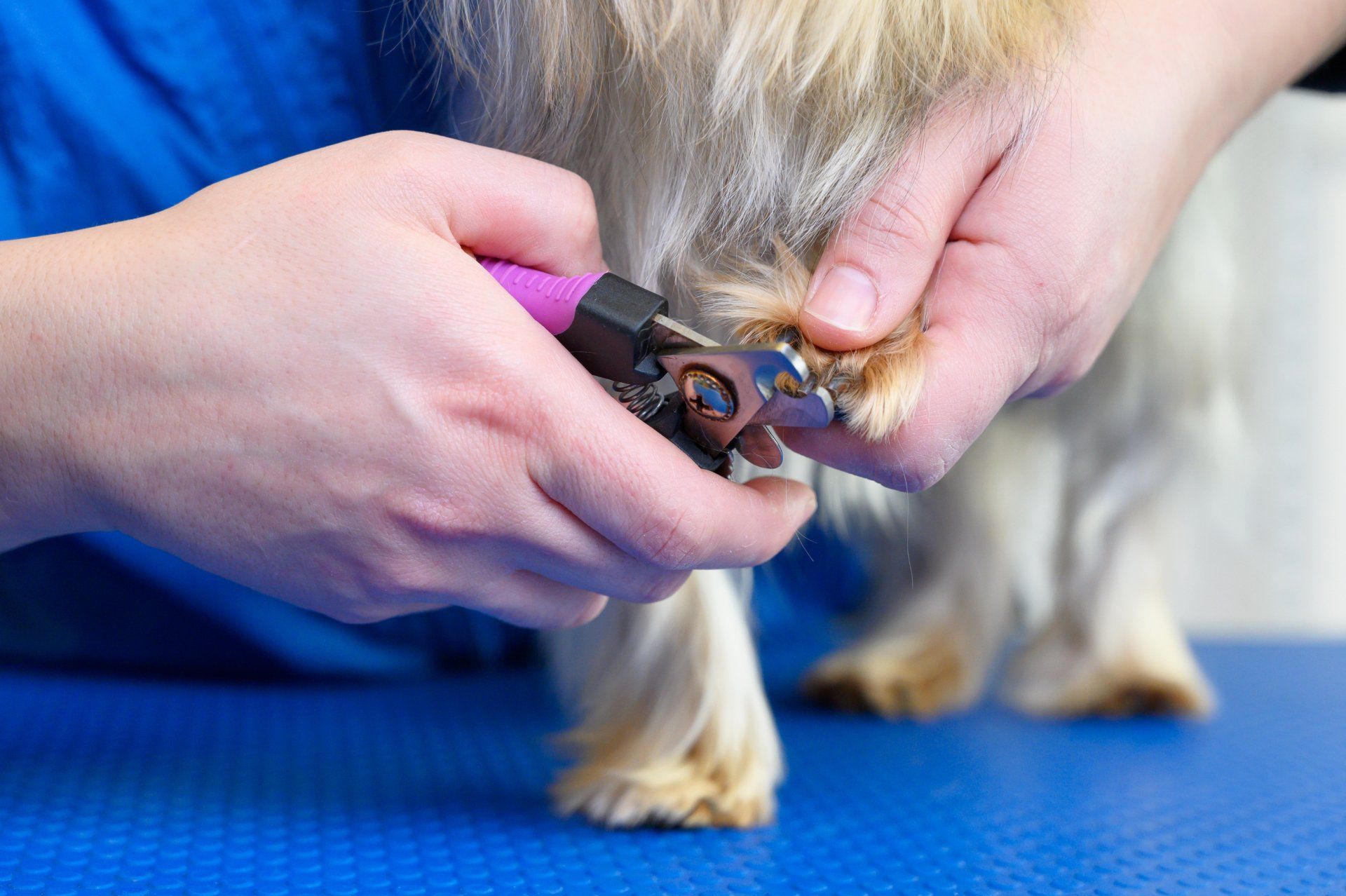 veterinarian is trimming dog's nails
