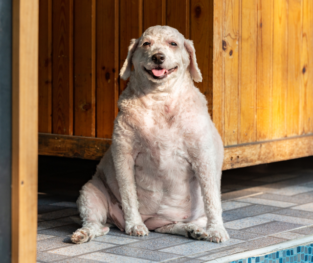 Dog Daycare in Davenport, IA  Animal Family Veterinary Care Center