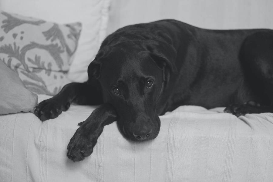 black lab dog is sick in jacksonville, going to get pet euthanasia