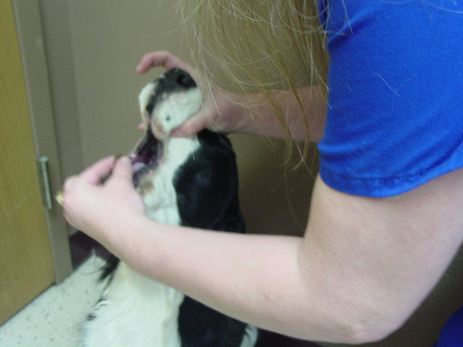 How To Choose The Right Veterinarian For You & Your Pet