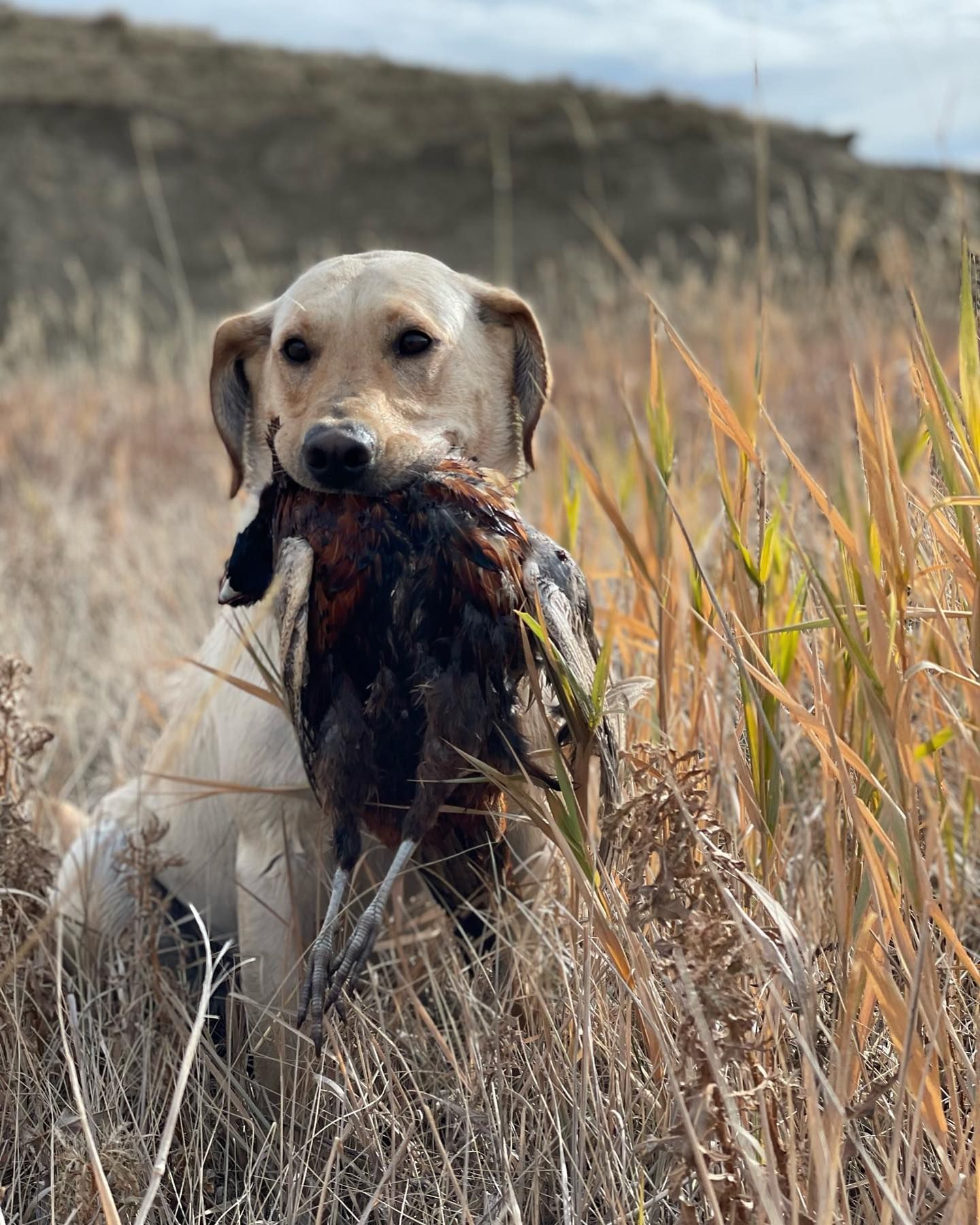 Mark Young Outfitters Gallery Image