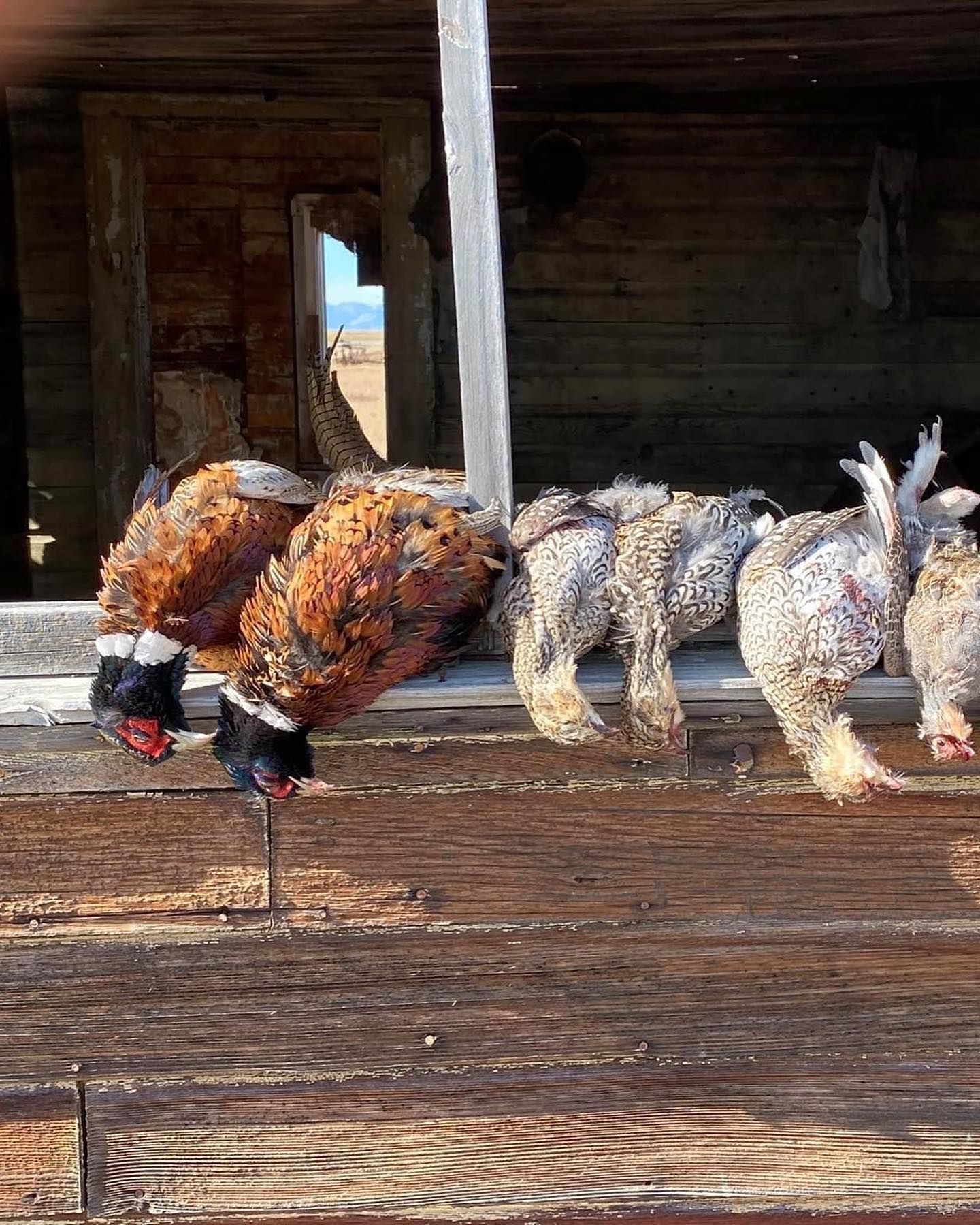 Mark Young Outfitters Gallery Image