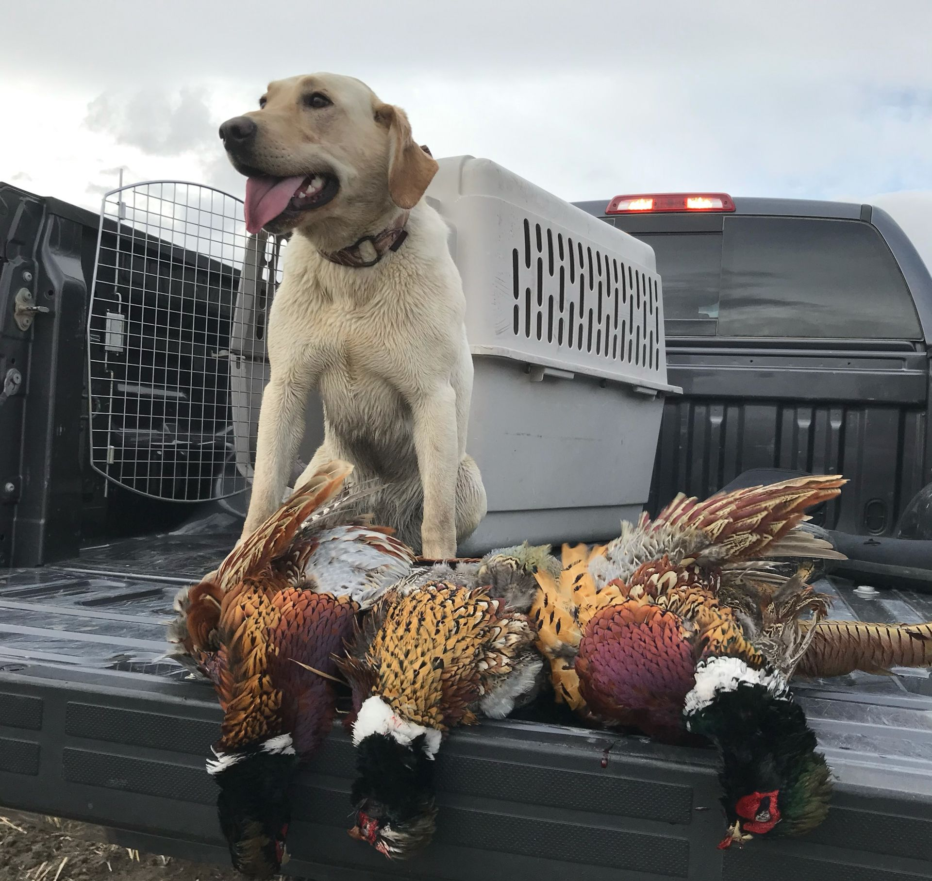 Upland/Waterfowl Gallery Image
