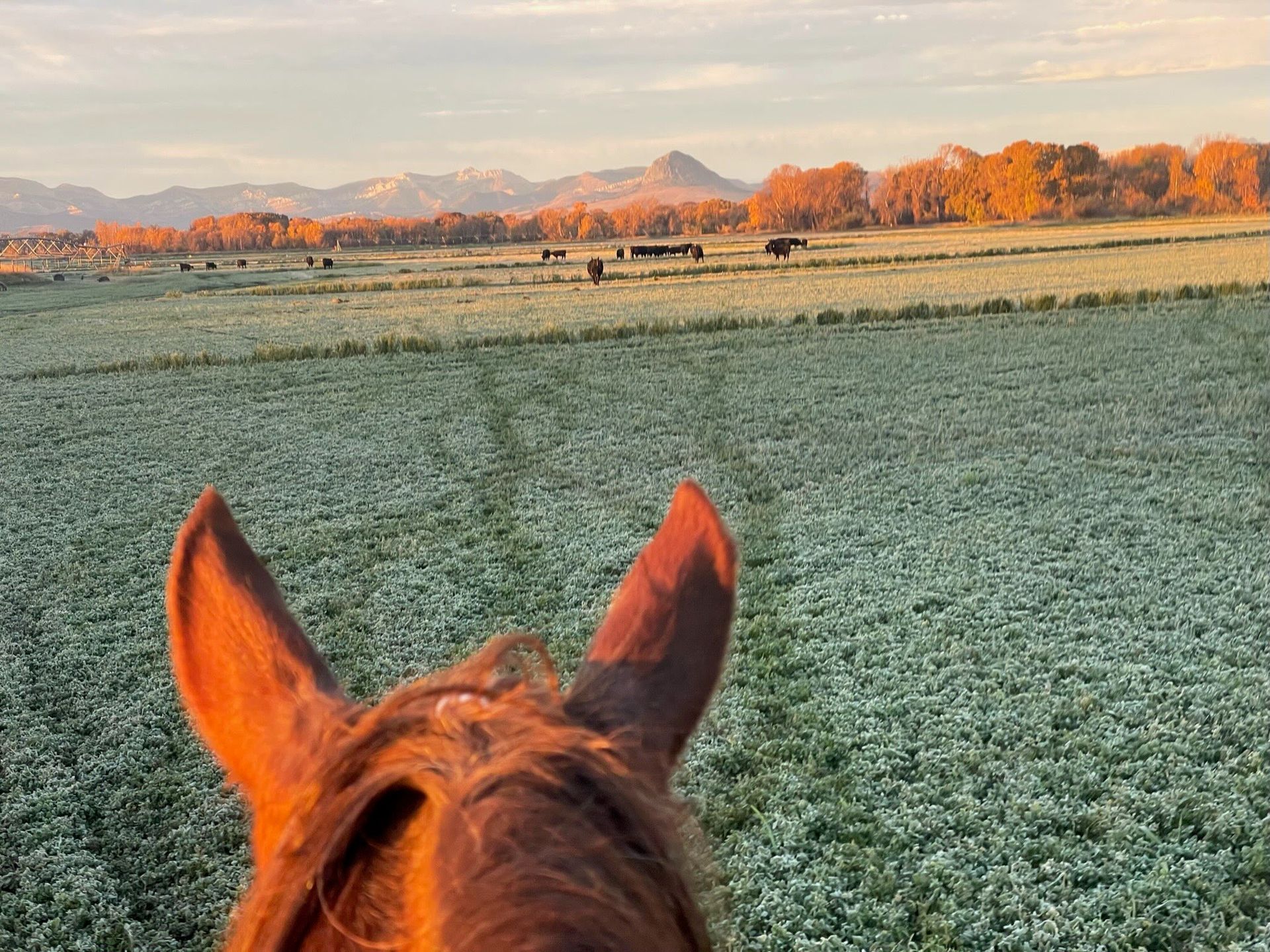 Mark Young Outfitters Gallery Image