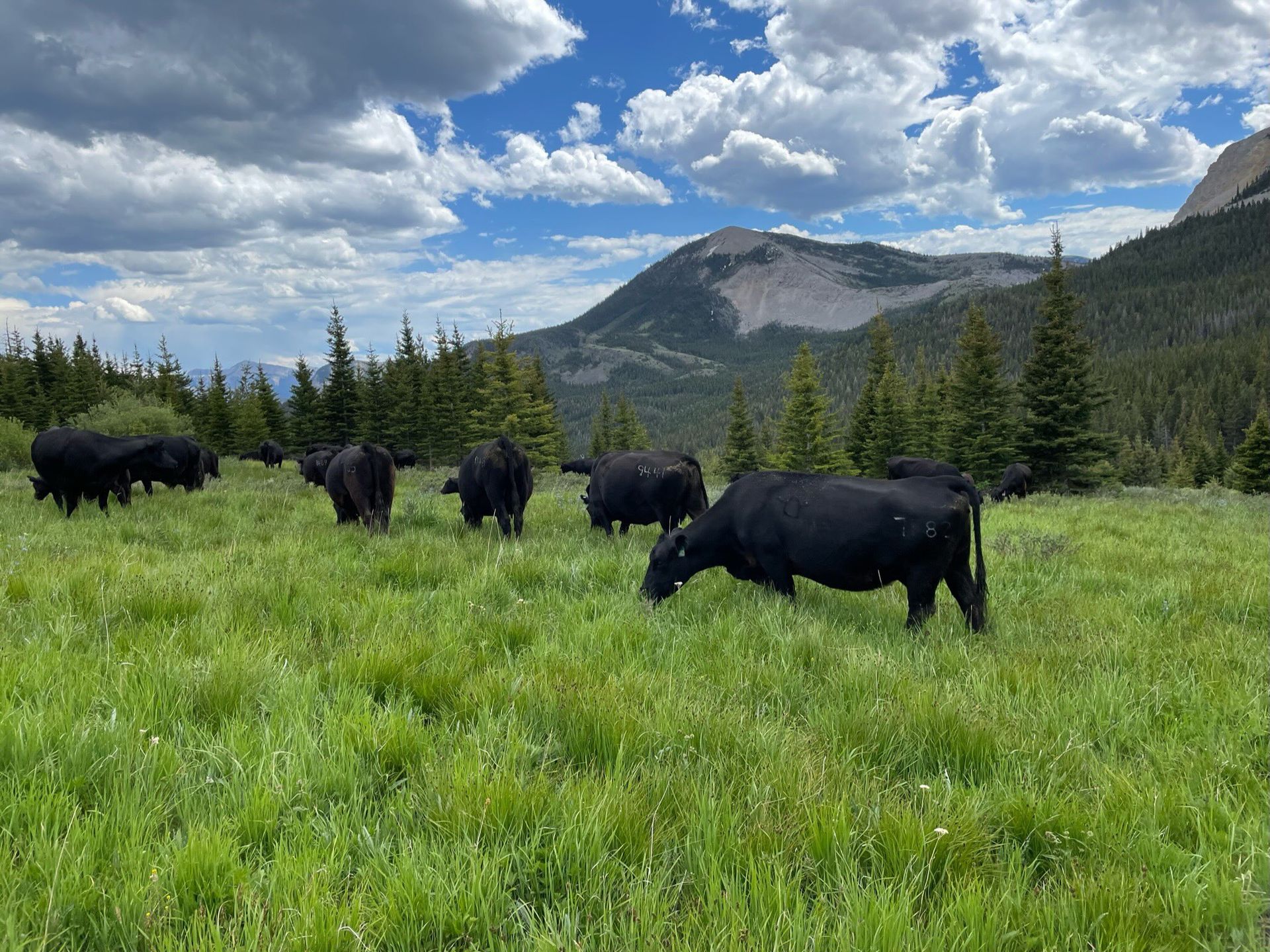 Mark Young Outfitters Gallery Image