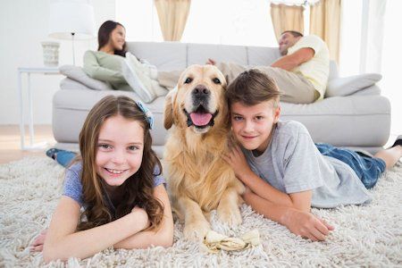 child and pet friendly carpet cleaning Hampshire