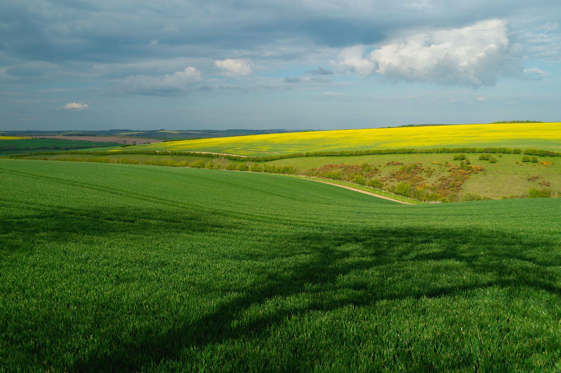 Rolling green fields with a vibrant yellow rapeseed field under a cloudy sky.